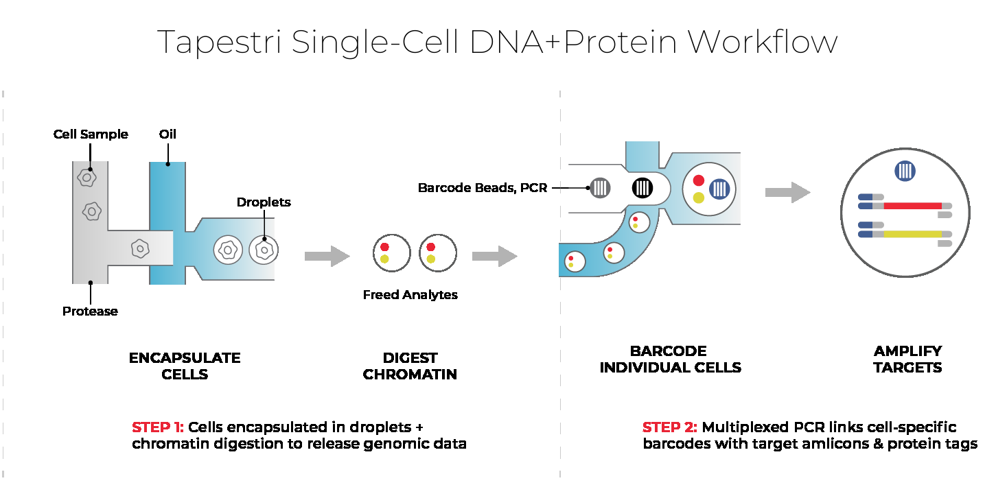 Diagram of the Tapestri Single-Cell DNA+Protein Workflow, showing two main steps: (1) cells are encapsulated in droplets with protease for chromatin digestion to release genomic data, and (2) multiplexed PCR barcodes individual cells, linking cell-specific barcodes to target amplicons and protein tags for downstream sequencing.