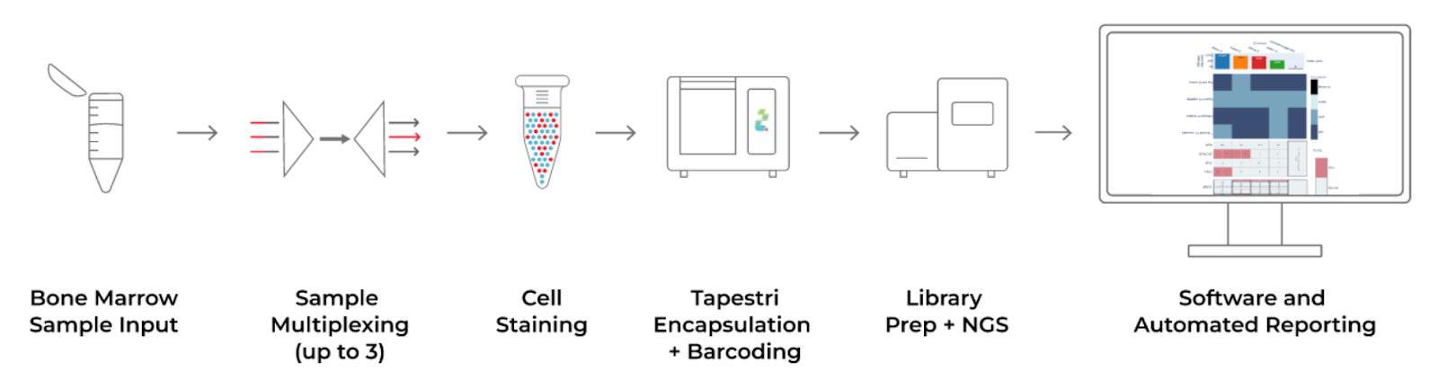 The Tapestri Myeloid Workflow