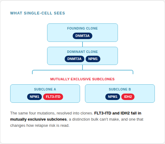 A clonal hierarchy diagram showing how single-cell sequencing resolves the same four AML mutations into a branching clone structure. A founding clone carries DNMT3A, which gives rise to a dominant clone carrying both DNMT3A and NPM1. The dominant clone branches into two mutually exclusive subclones: Subclone A carrying NPM1 and FLT3-ITD, and Subclone B carrying NPM1 and IDH2. A caption reads: "The same four mutations, resolved into clones. FLT3-ITD and IDH2 fall in mutually exclusive subclones, a distinction bulk can't make, and one that changes how relapse risk is read.