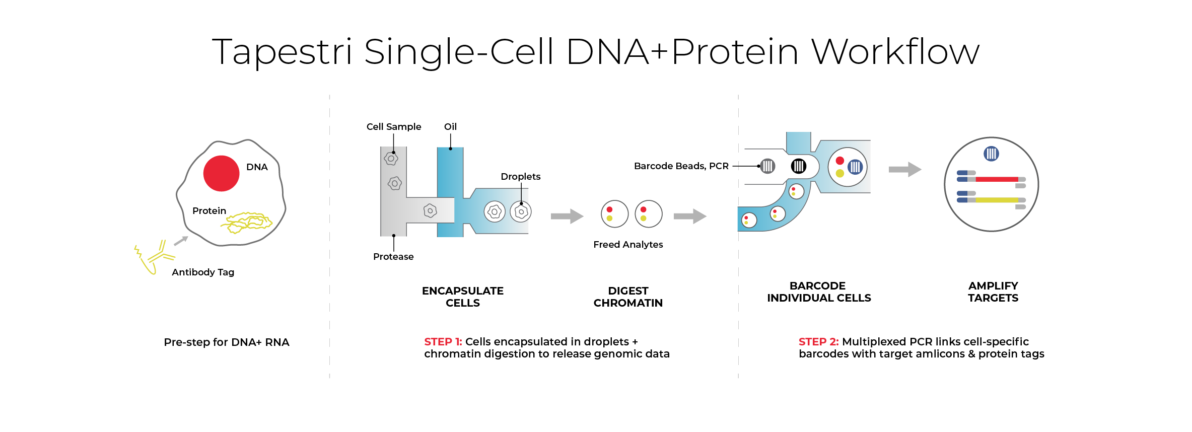 Diagram of the Tapestri Single-Cell DNA+Protein Workflow, showing two main steps: (1) cells are encapsulated in droplets with protease for chromatin digestion to release genomic data, and (2) multiplexed PCR barcodes individual cells, linking cell-specific barcodes to target amplicons and protein tags for downstream sequencing.
