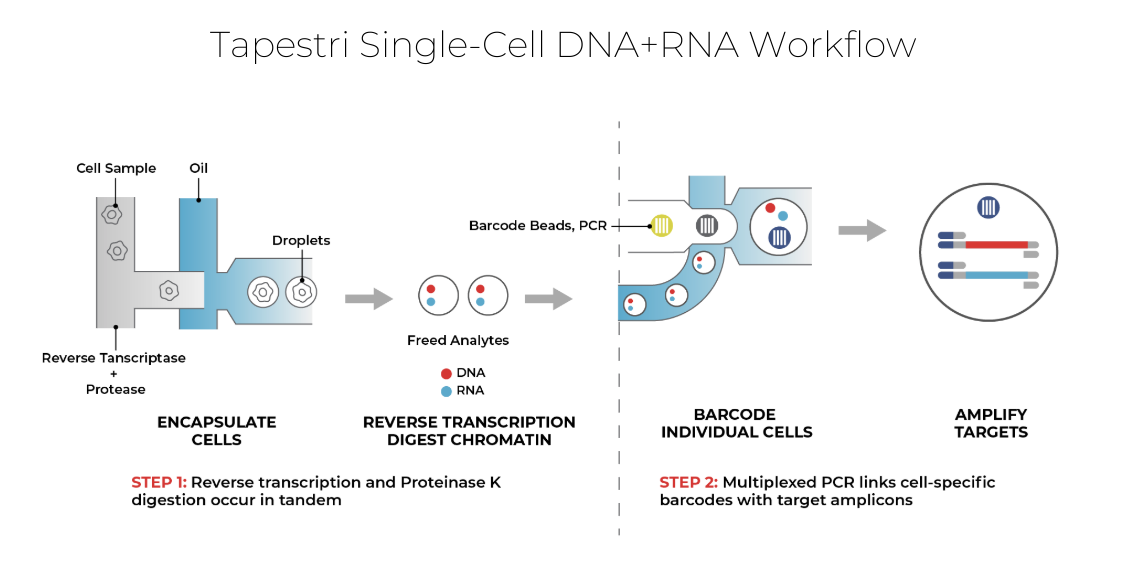 Diagram of the Tapestri Single-Cell DNA+RNA Workflow in two steps. Step 1: Cells, oil, and a reverse transcriptase/protease mix are combined to encapsulate individual cells in droplets, where reverse transcription and proteinase K digestion release DNA and RNA analytes. Step 2: Barcode beads and PCR reagents are added to individually barcode each cell, followed by multiplexed PCR to link cell-specific barcodes to DNA and RNA target amplicons for amplification.