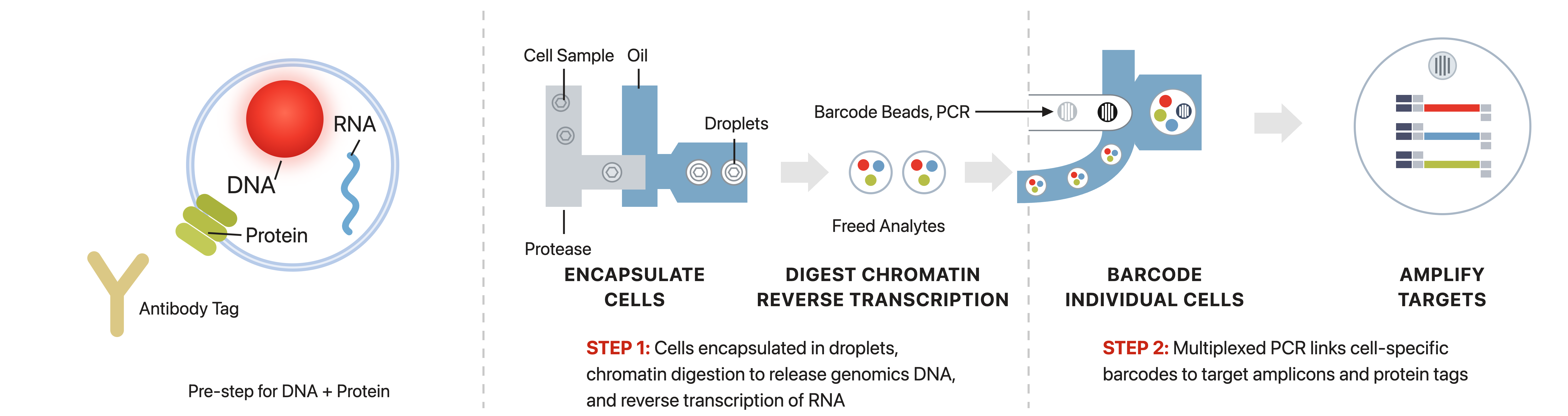 Diagram titled 'Tapestri Single-Cell Triomics Workflow.' On the left, a pre-step shows a cell containing a red DNA nucleus, a blue RNA strand, and yellow protein, with a yellow antibody tag attached from outside for labeling DNA and protein. Step 1, 'Encapsulate Cells,' shows a microfluidic device where a Cell Sample and Protease combine on one channel and merge with Oil on another, forming Droplets. Text below reads: cells are encapsulated in droplets, chromatin digestion releases genomic DNA, and RNA undergoes reverse transcription. This feeds into 'Digest Chromatin, Reverse Transcription,' shown as droplets now containing Freed Analytes (colored dots representing DNA, RNA, and protein). Step 2, 'Barcode Individual Cells,' shows a second microfluidic device where Barcode Beads and PCR reagents merge with the droplets, tagging each with a unique barcode. Text below reads: multiplexed PCR links cell-specific barcodes to target amplicons and protein tags. This leads to 'Amplify Targets,' shown as a single circle containing barcoded strands of DNA, RNA, and protein-tag amplicons, each labeled with a colored barcode segment.