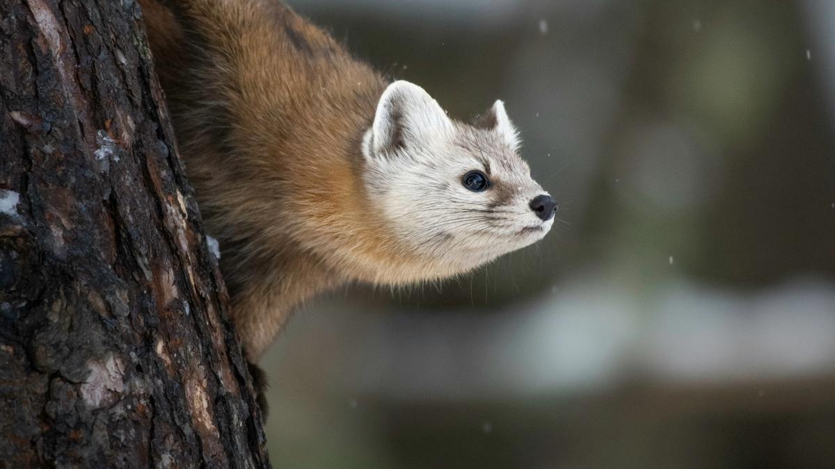 A pine marten peering out from behind a tree trunk