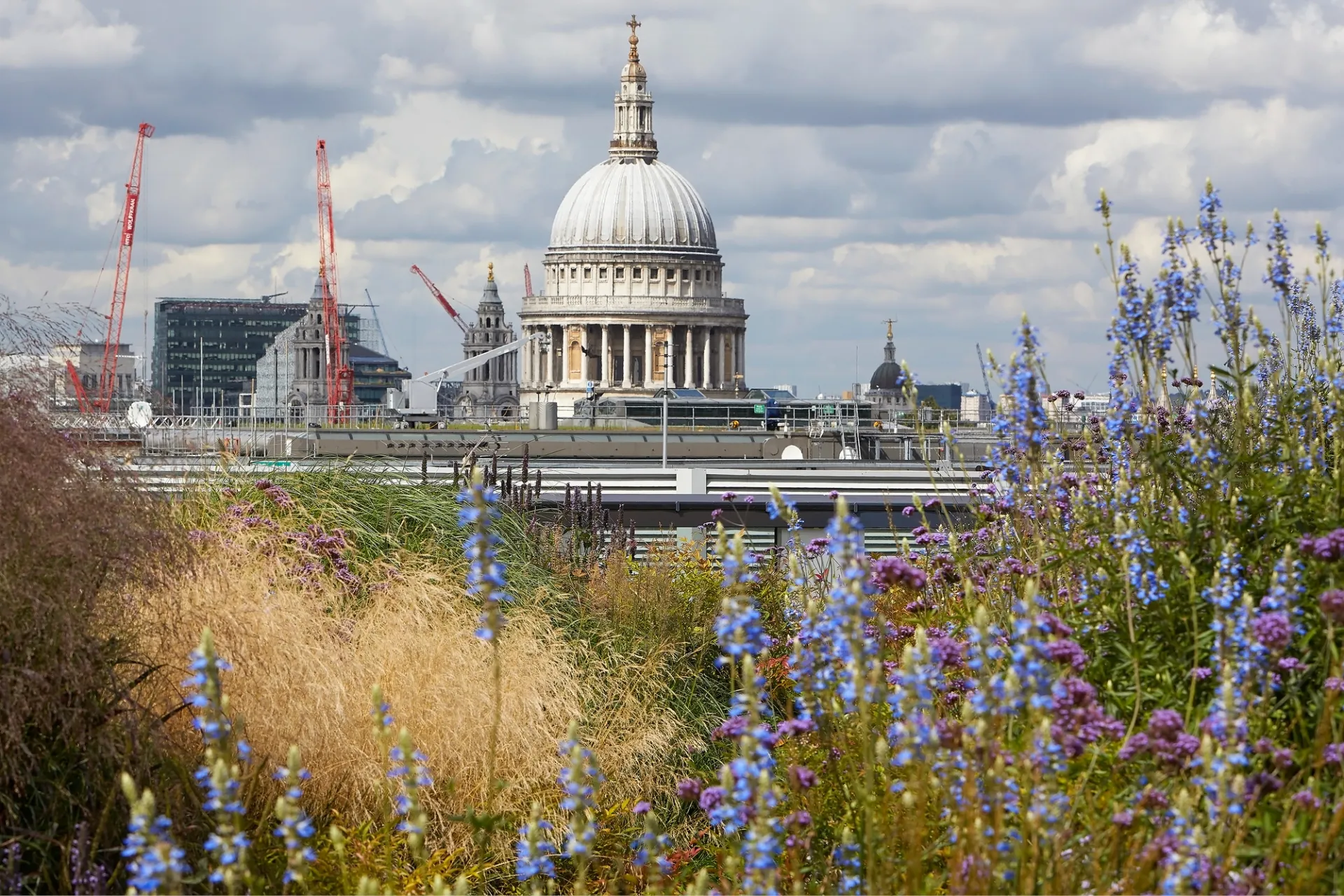 rooftop garden with view of St Paul cathedral