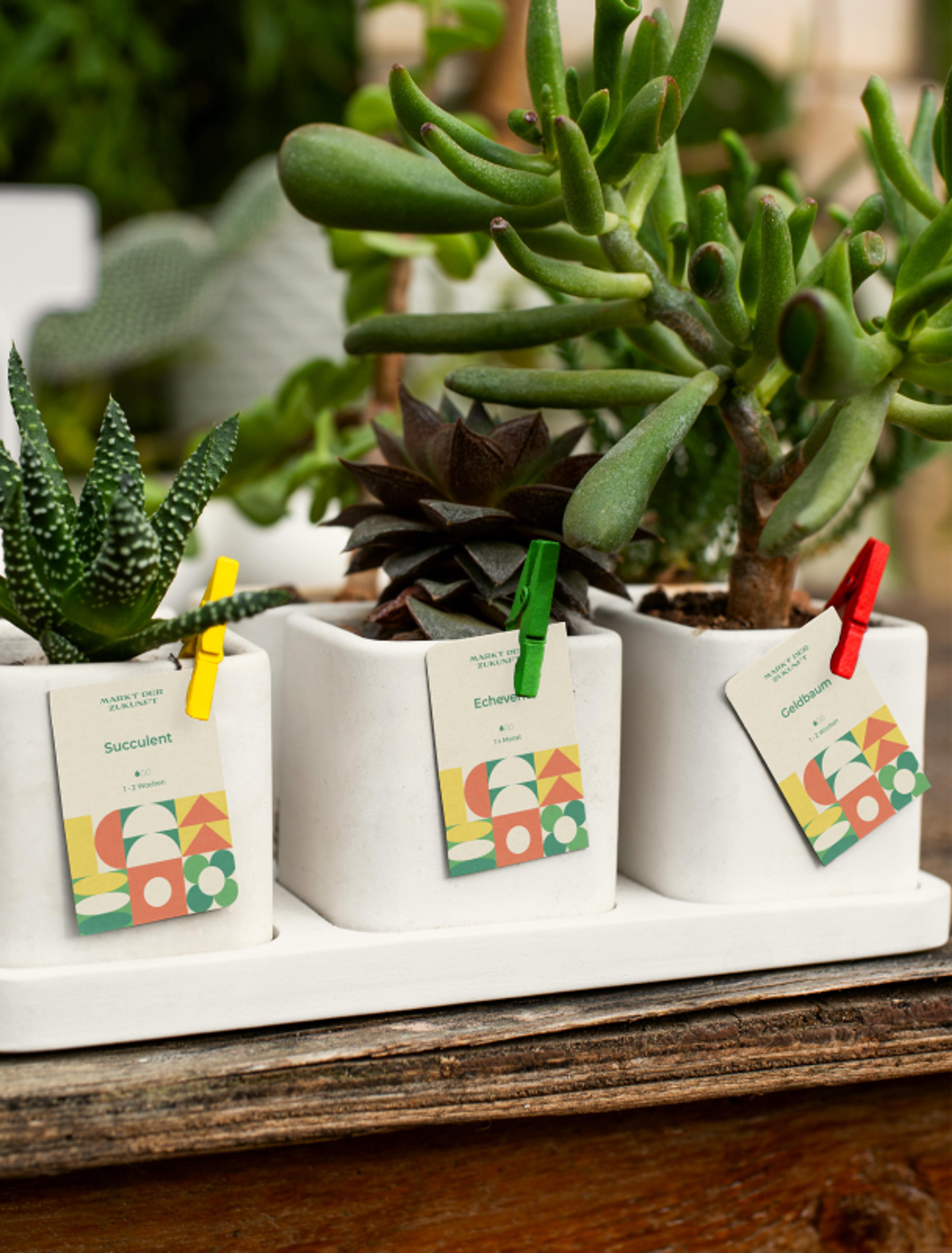 Nachhaltige Pflanzentöpfe für den Markt der Zukunft, gestaltet von Unerwartet in Graz. Bunte Labels mit modernen Mustern und nachhaltigem Ansatz.