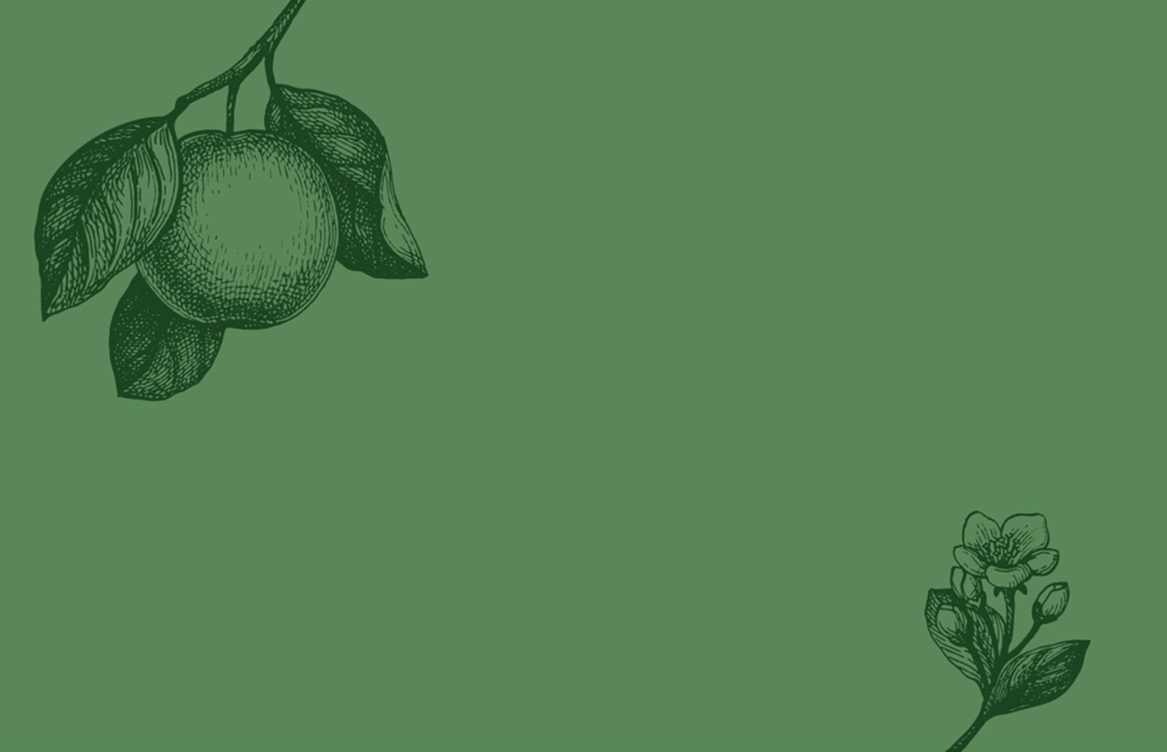 Dezente Zeichnungen eines Apfels und einer Blüte auf grünem Hintergrund als Teil des Bioobst Schreiner Brandings.