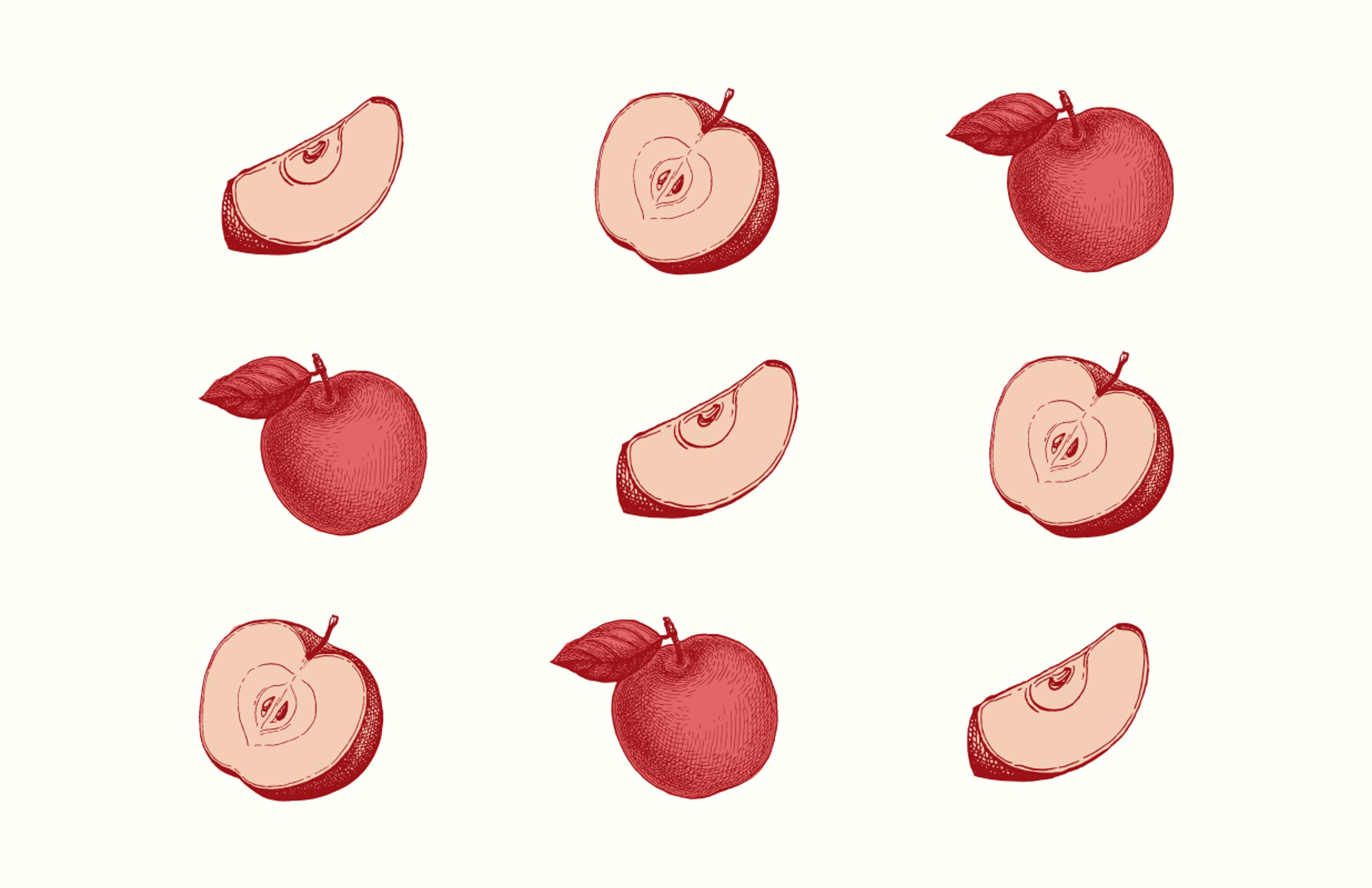 Neun verschiedene handgezeichnete Apfelmotive, darunter ganze Äpfel und Apfelscheiben, für das Bioobst Schreiner Branding.