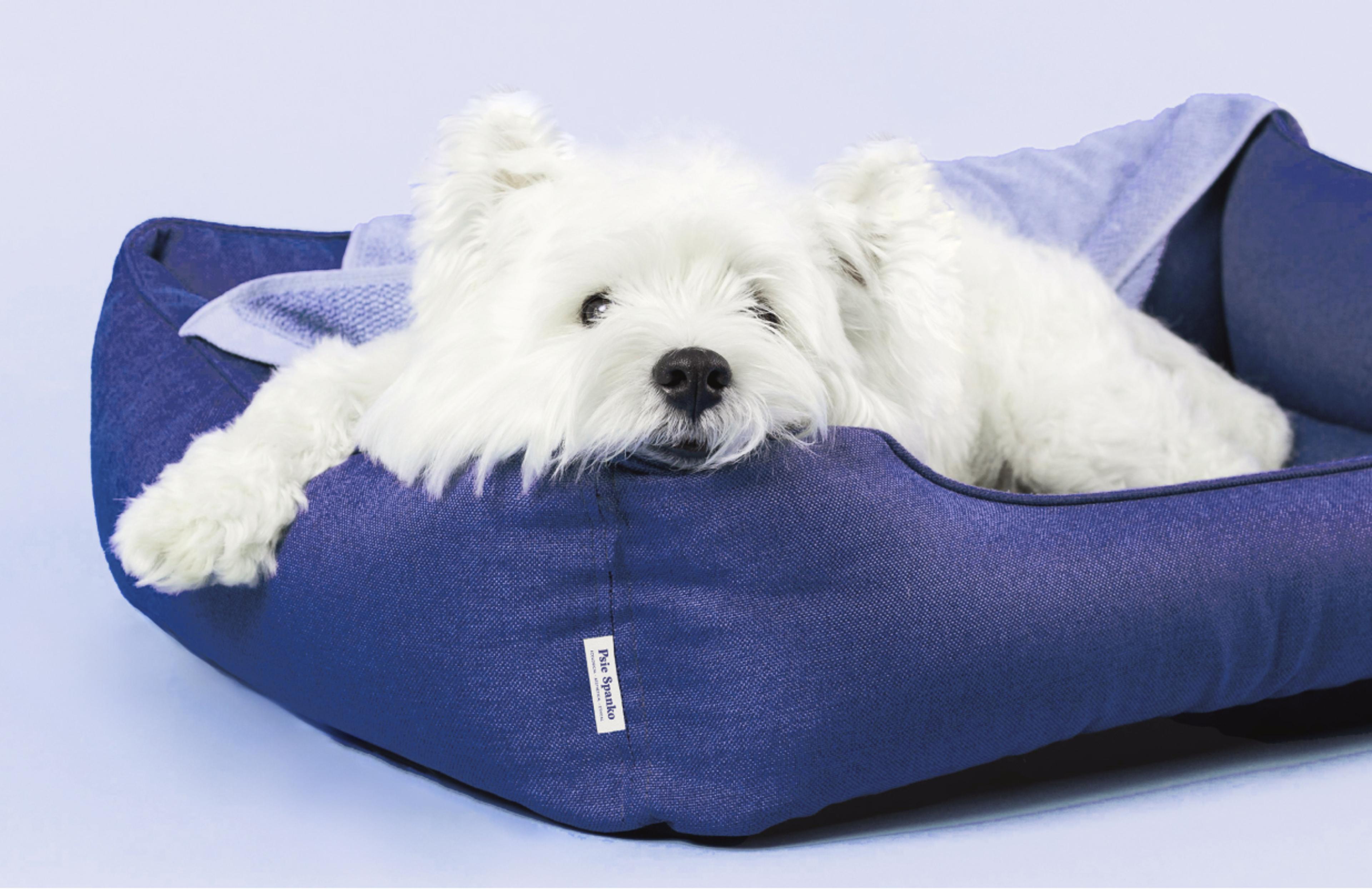 Weißer Hund entspannt auf einer Psie Spanko Hundematratze in Blau, perfekt für Komfort und Stil, fotografiert für das Branding von Unerwartet Design Graz
