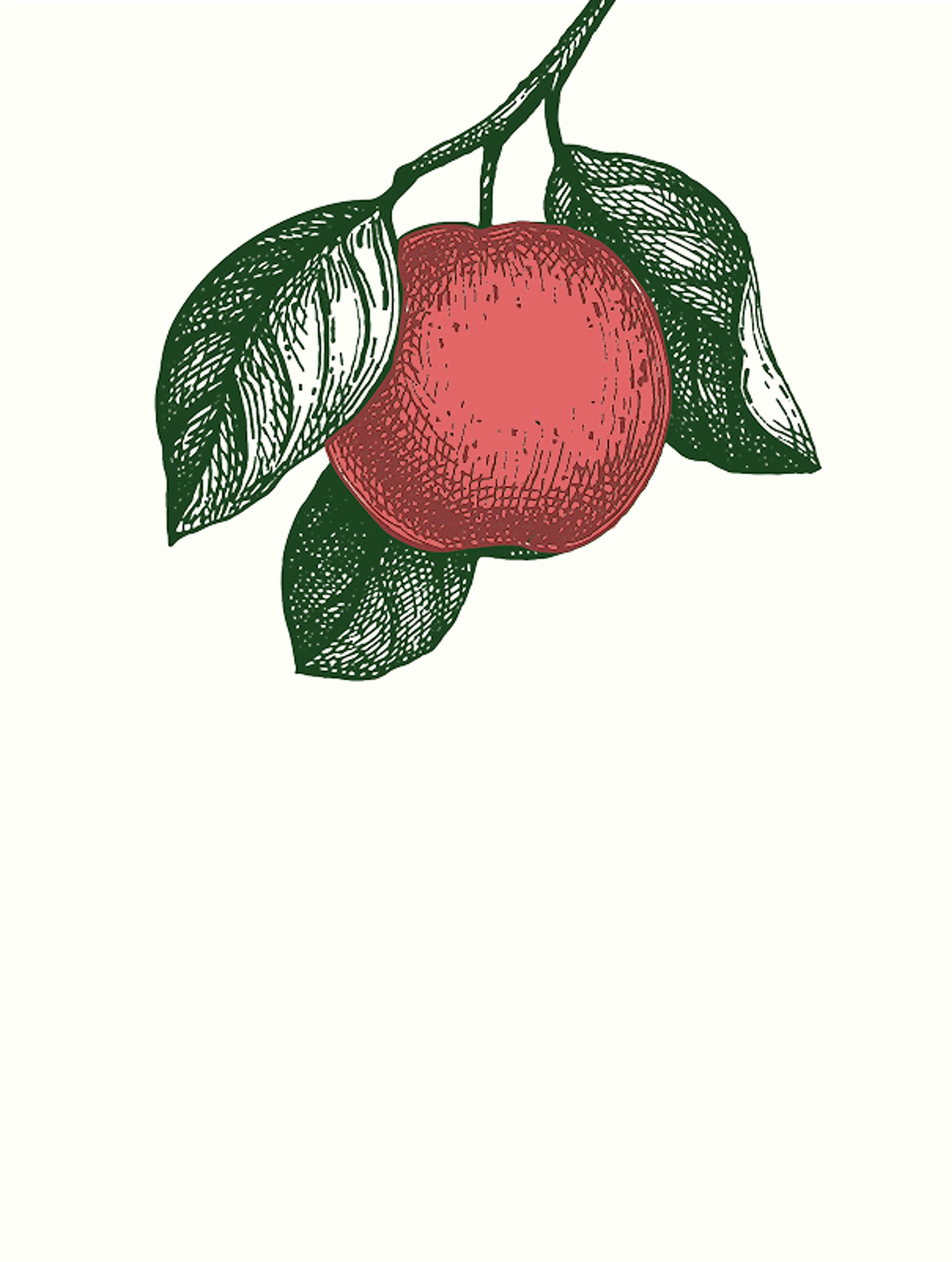 Detaillierte Vintage-Illustration eines roten Apfels mit Blättern als Teil des Bioobst Schreiner Designs. Designt von Unerwartet Design Agentur - steirisches Branding für Obstbau.