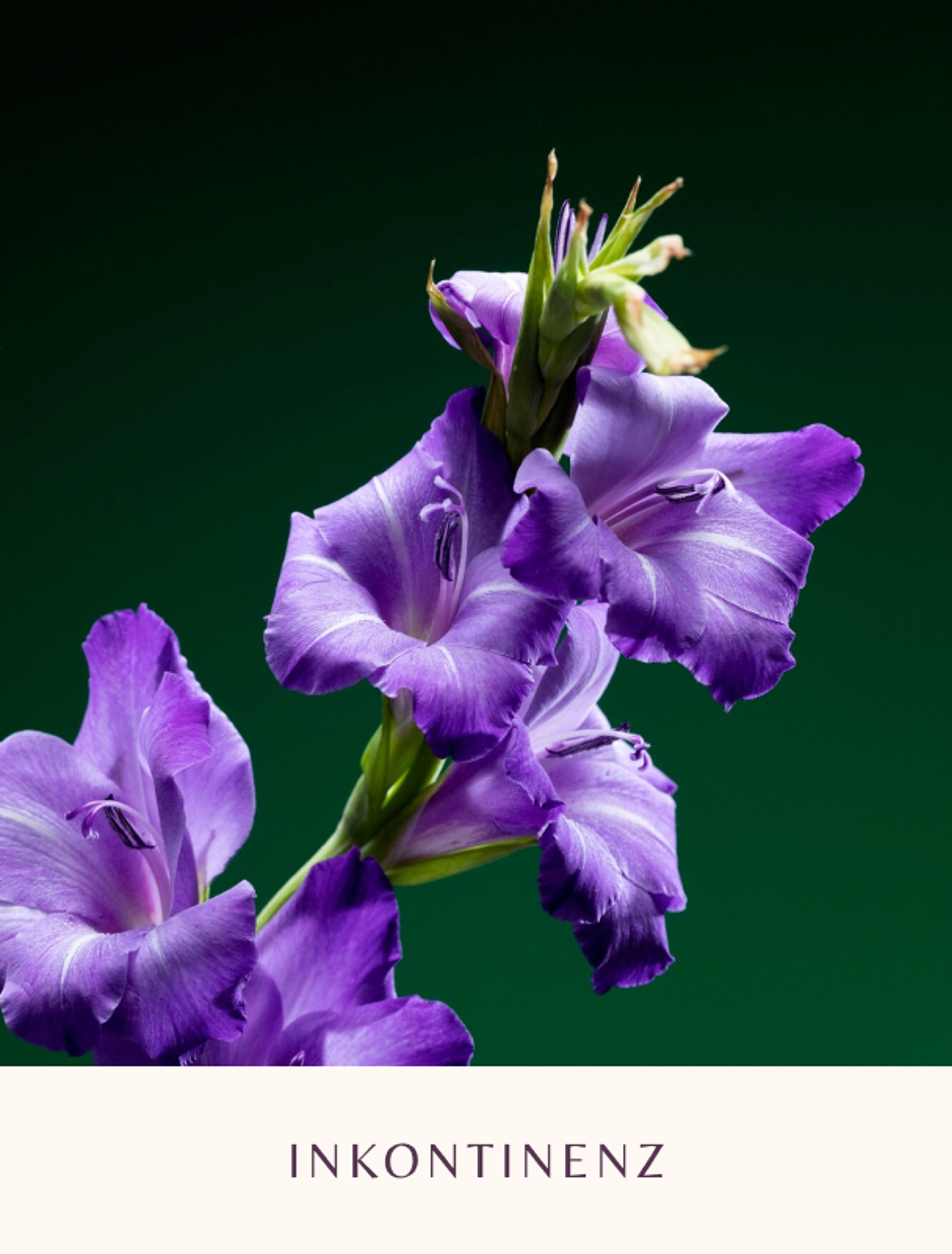 Violette Blumen symbolisieren Empathie & stehen als Symbol der Inkontinenz im Branding für Dr. Gerhild Weiß in Graz.