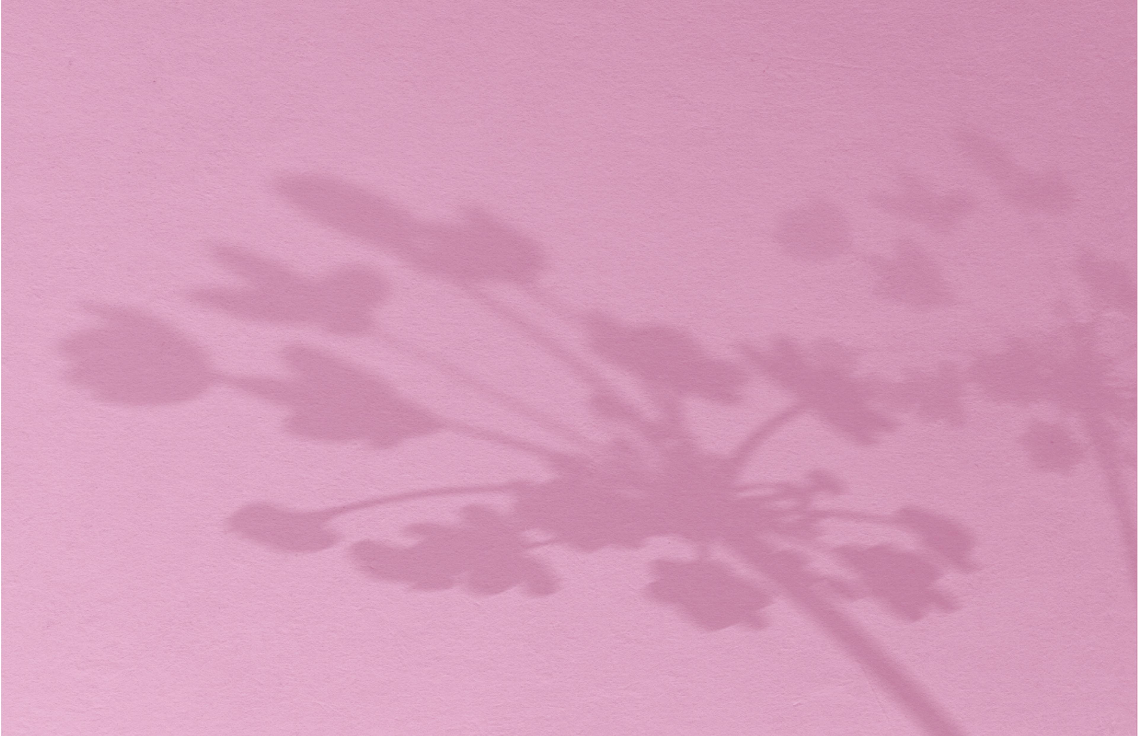 Hintergrundbild für das Testimonial von Zauberfrauen und der Brustkrebshilfe in rosa mit den Schatten von Pflanzen.