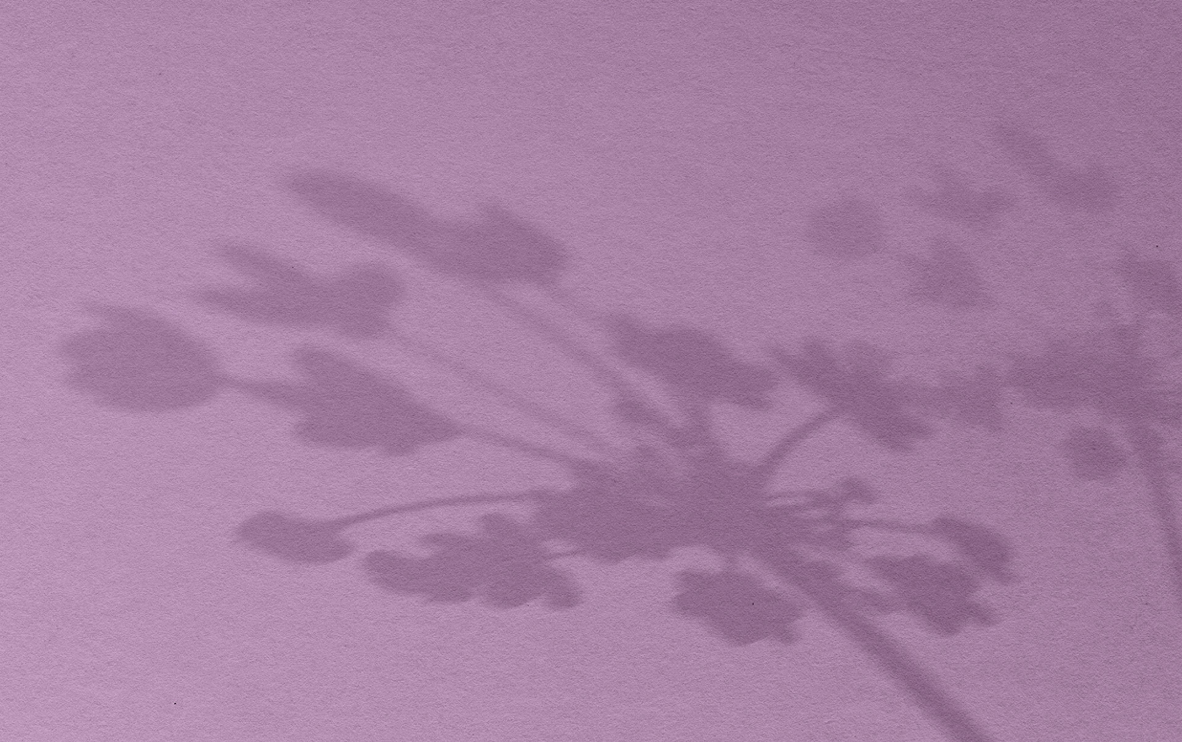 Hintergrundbild für das Testimonial von Dr. med. Gerhild Weiß in Violett und den Schatten von Pflanzen.