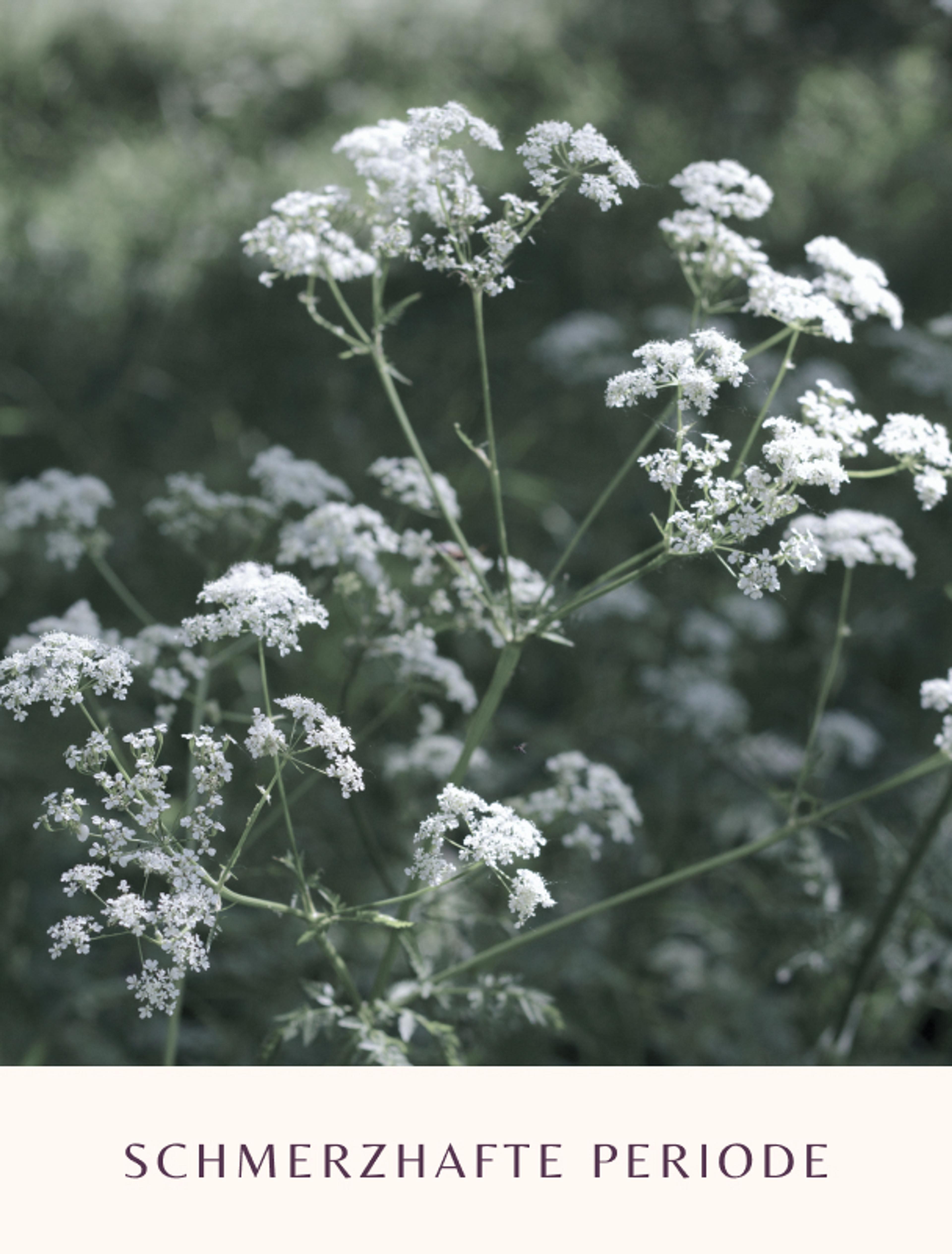 Blüten symbolisieren sanft das Thema schmerzhafte Periode, Teil des Brandings für Dr. Gerhild Weiß.