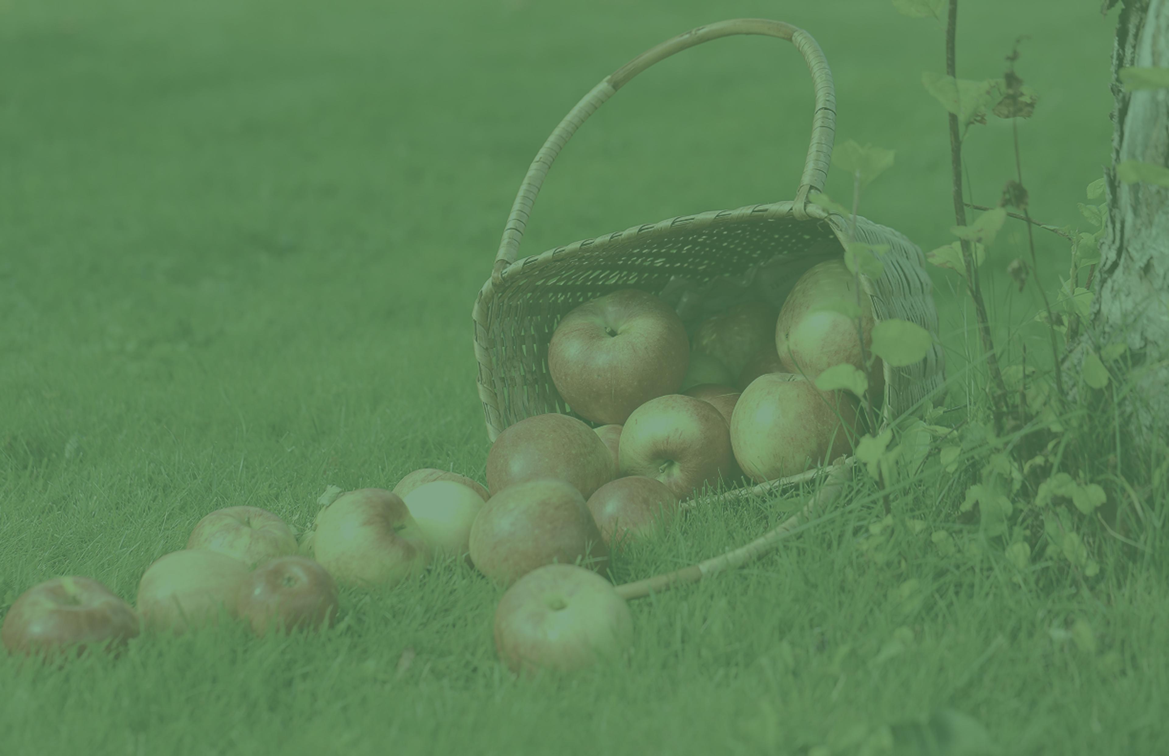 Hintergrundbild mit Äpfeln in einem Korb
