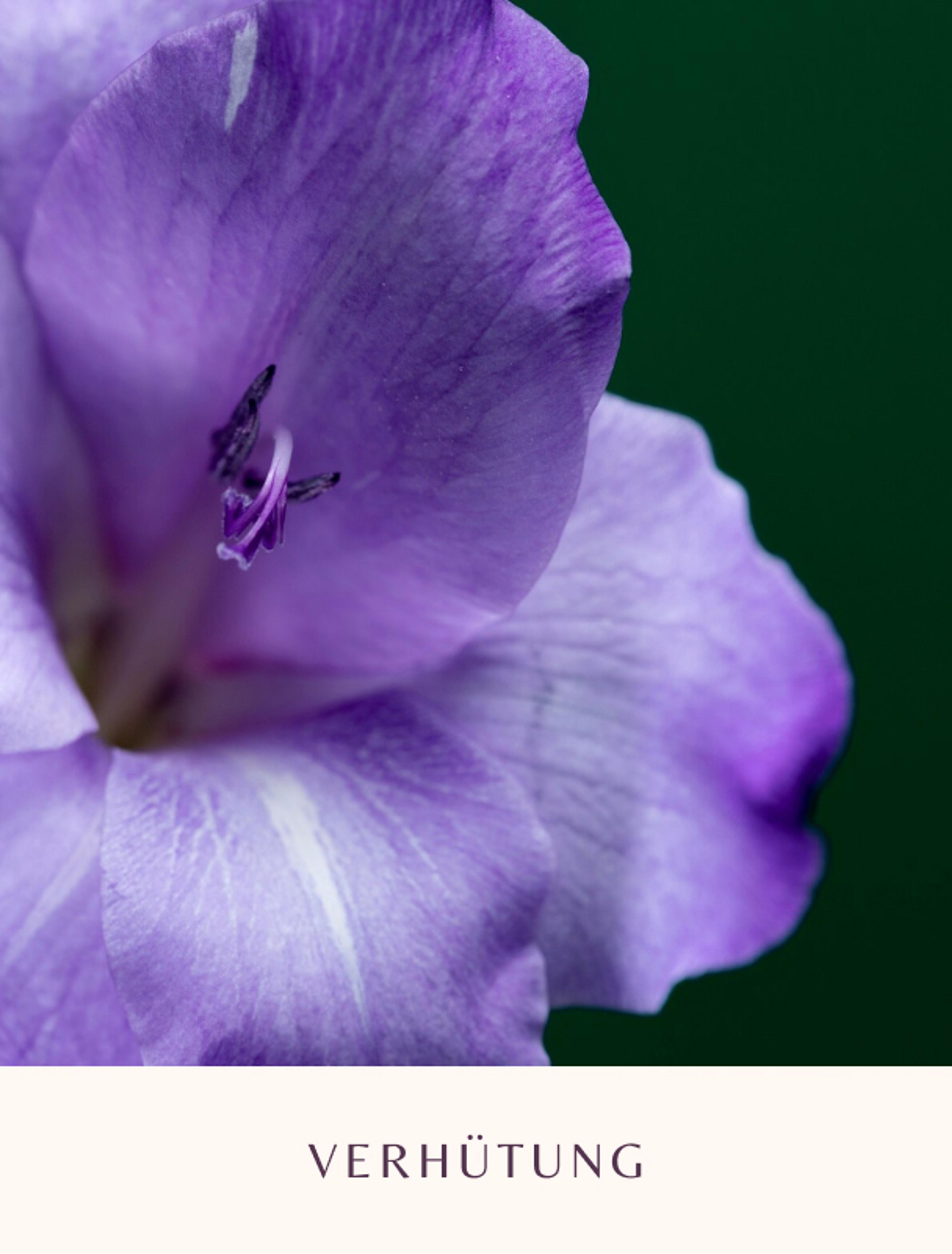 Detailaufnahme einer violetten Blüte als Symbol für Verhütung, Teil des Brandings für Dr. Gerhild Weiß.