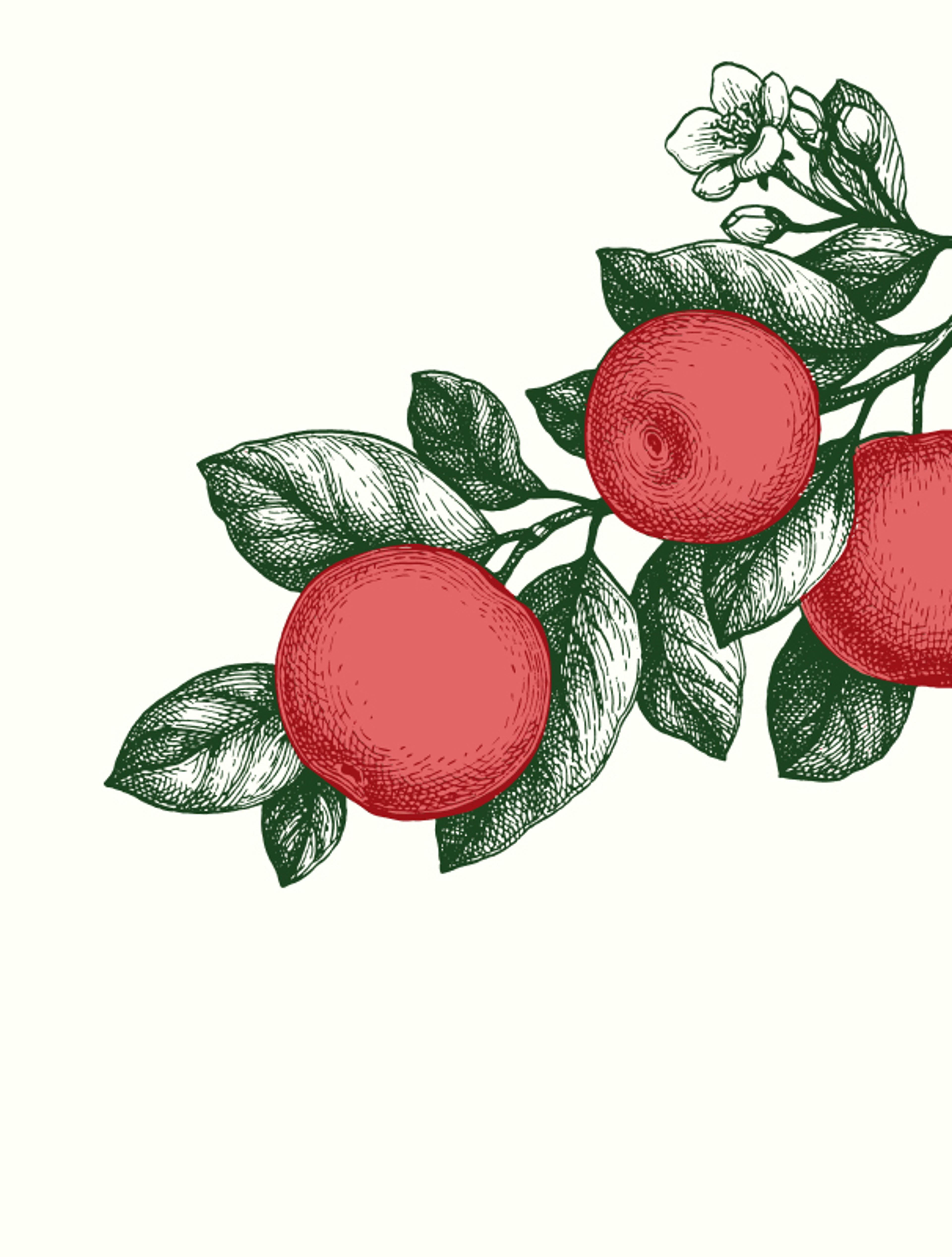 Handgezeichnete Illustration von roten Äpfeln mit grünen Blättern im Vintage-Stil für das Branding von Bioobst Schreiner. Gestaltet von Unerwartet Design Agentur.