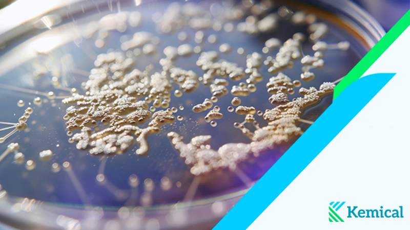 El mundo invisible de los biofilms