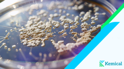 El mundo invisible de los biofilms