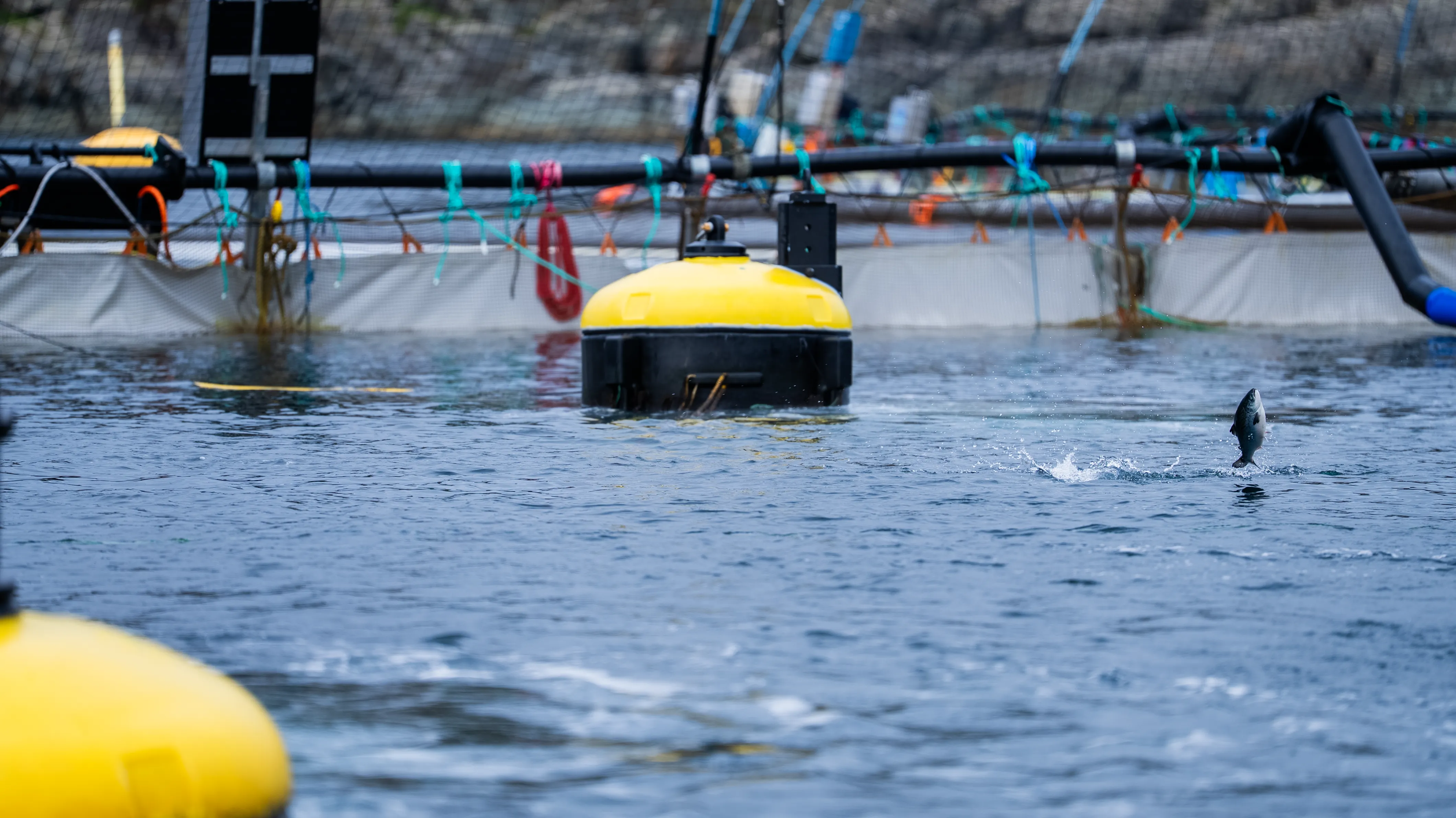 Close up of fish with the MarWall system installed