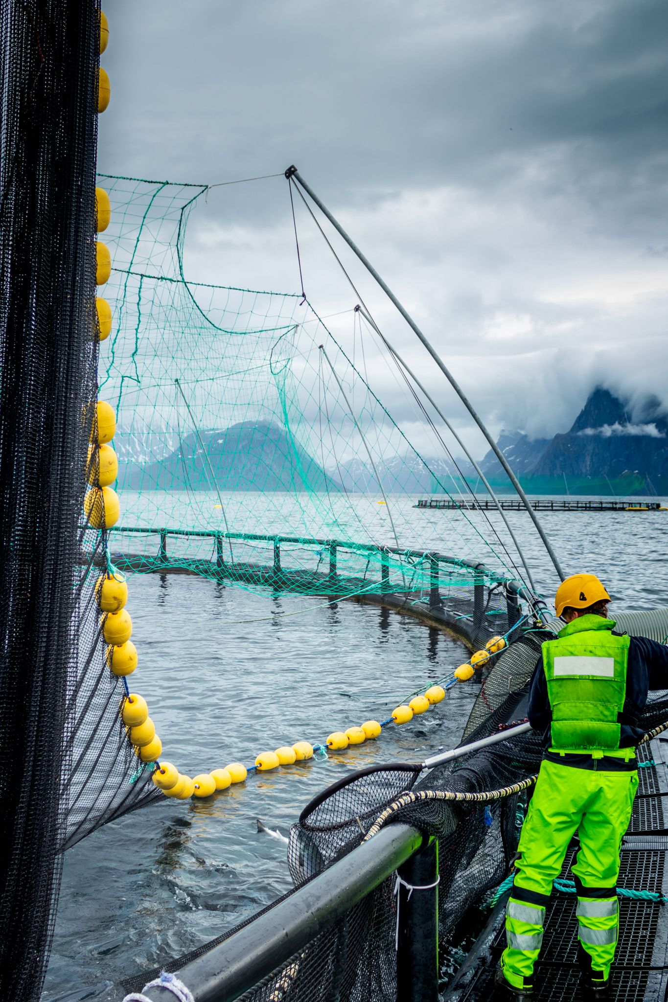Sweep net installed along the perimeter of an aquaculture pen, guiding fish movement during operations while preventing escape and maintaining controlled handling conditions.