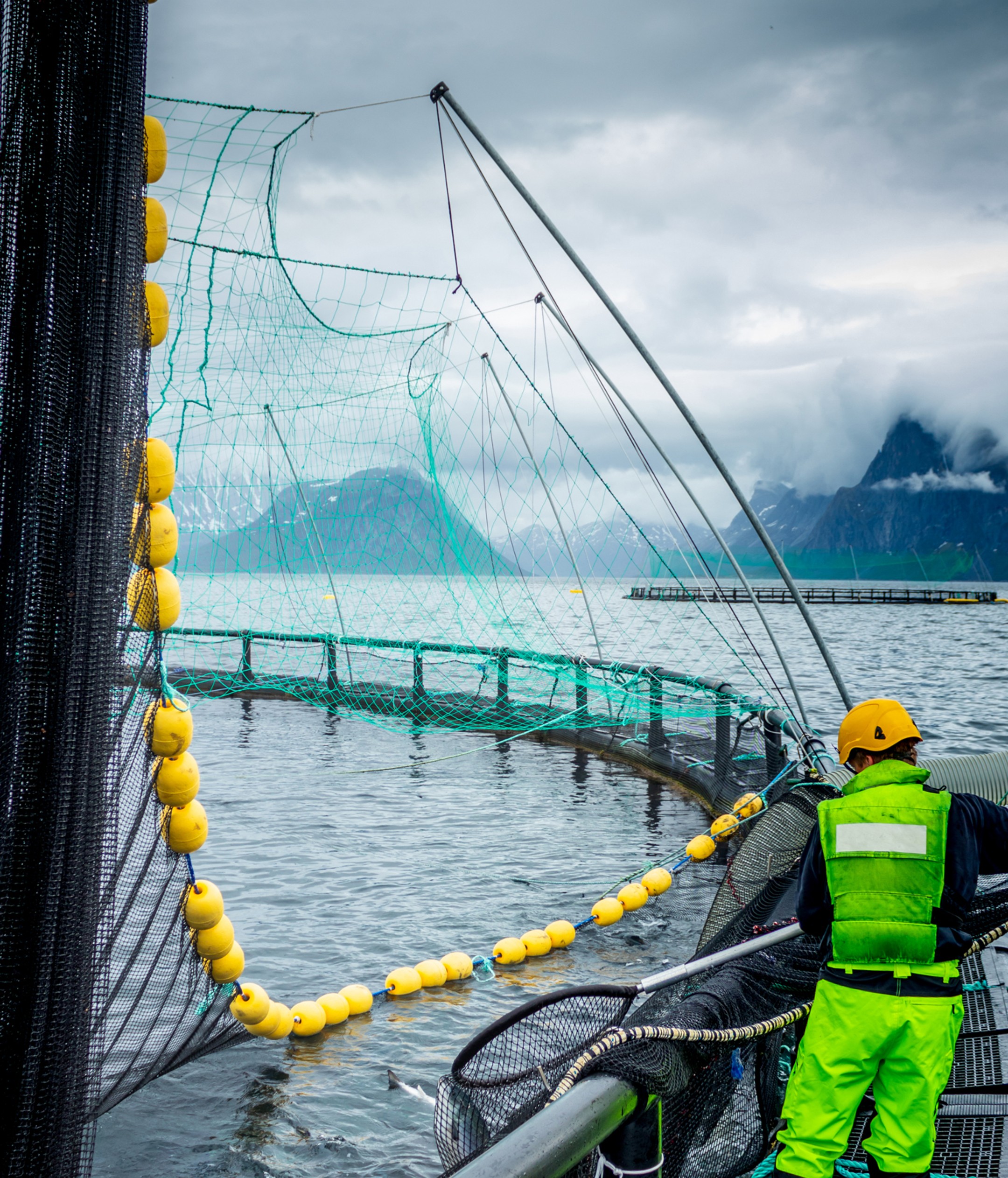 Sweep net installed along the perimeter of an aquaculture pen, guiding fish movement during operations while preventing escape and maintaining controlled handling conditions.