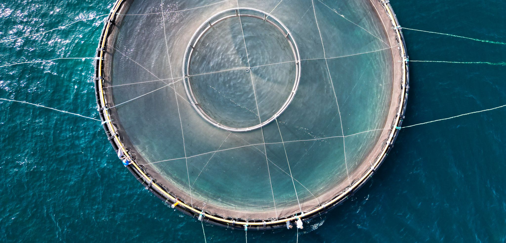 Aerial view of a circular aquaculture pen with top nets installed, connected by mooring lines and anchor points, showing a structured farm layout in open sea conditions.