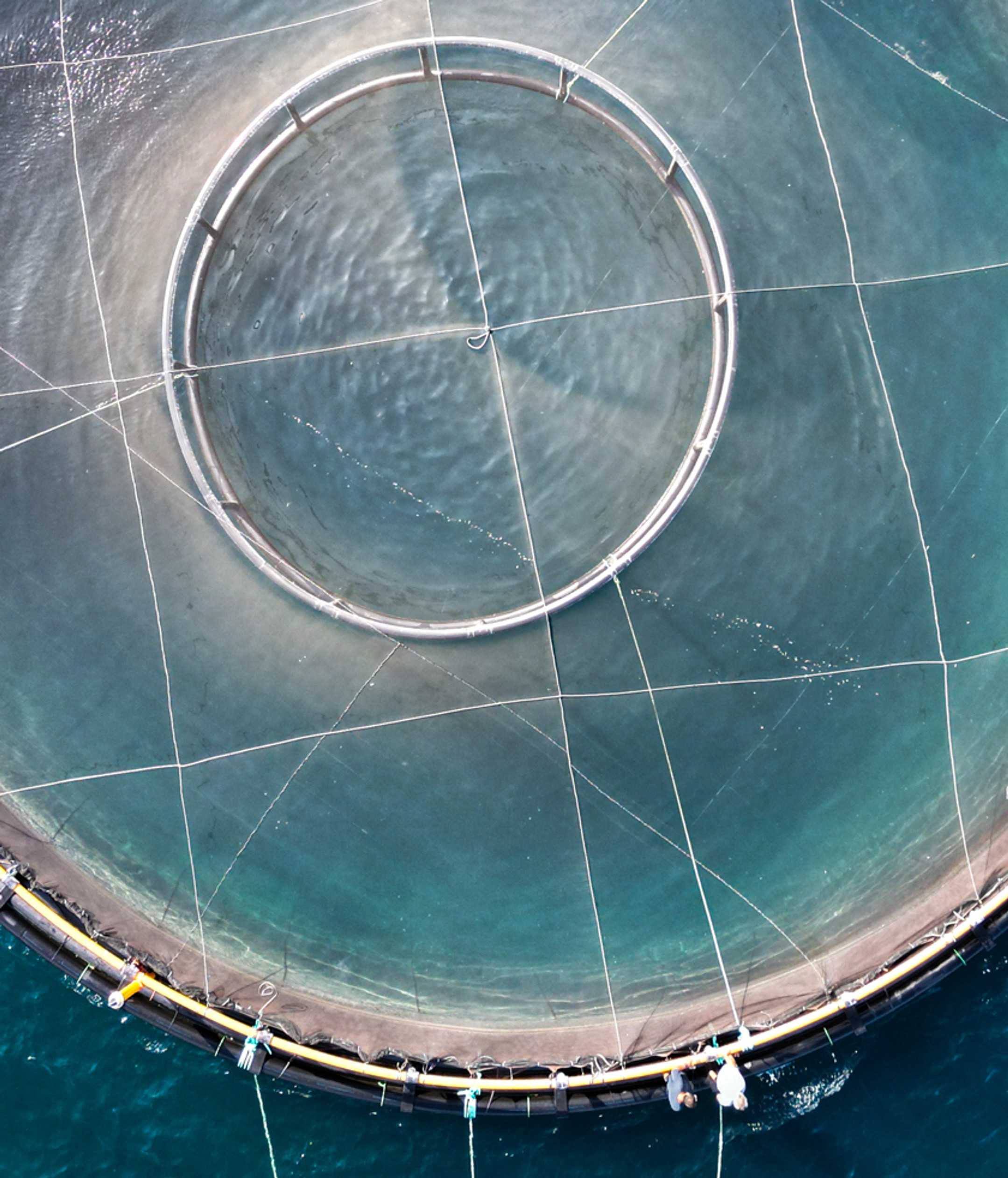 Aerial view of a circular aquaculture pen with top nets installed, connected by mooring lines and anchor points, showing a structured farm layout in open sea conditions.