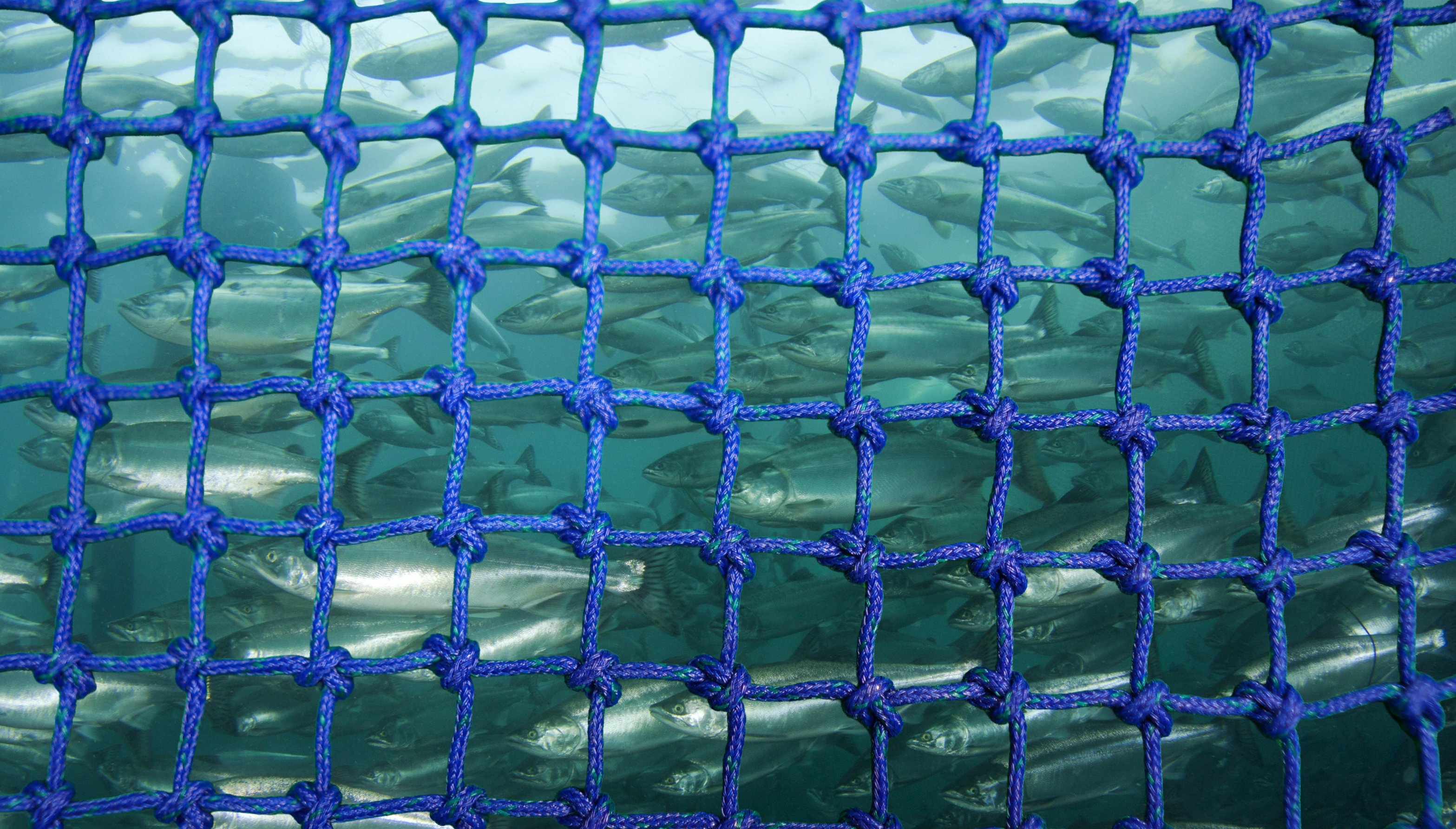 MARVOX-S a recycable netting for aquaculture