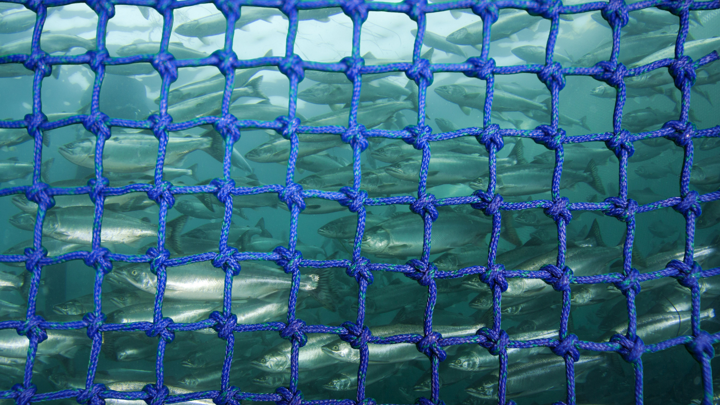 MARVOX-S a recycable netting for aquaculture