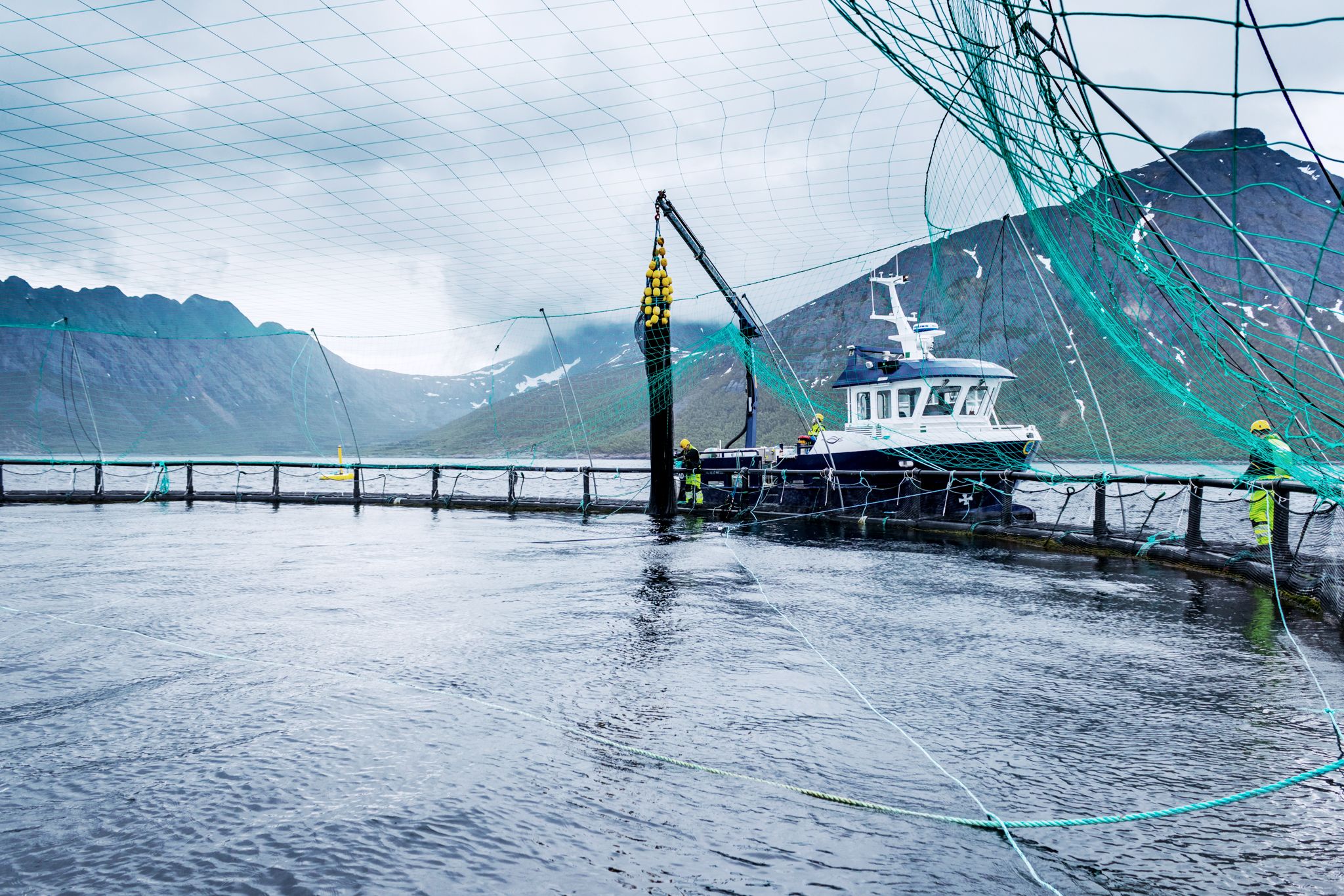 Aerial view of a circular aquaculture cage fitted with a tensioned bird protection net, covering the full surface to prevent seabirds from entering the pen and interacting with fish or equipment.
