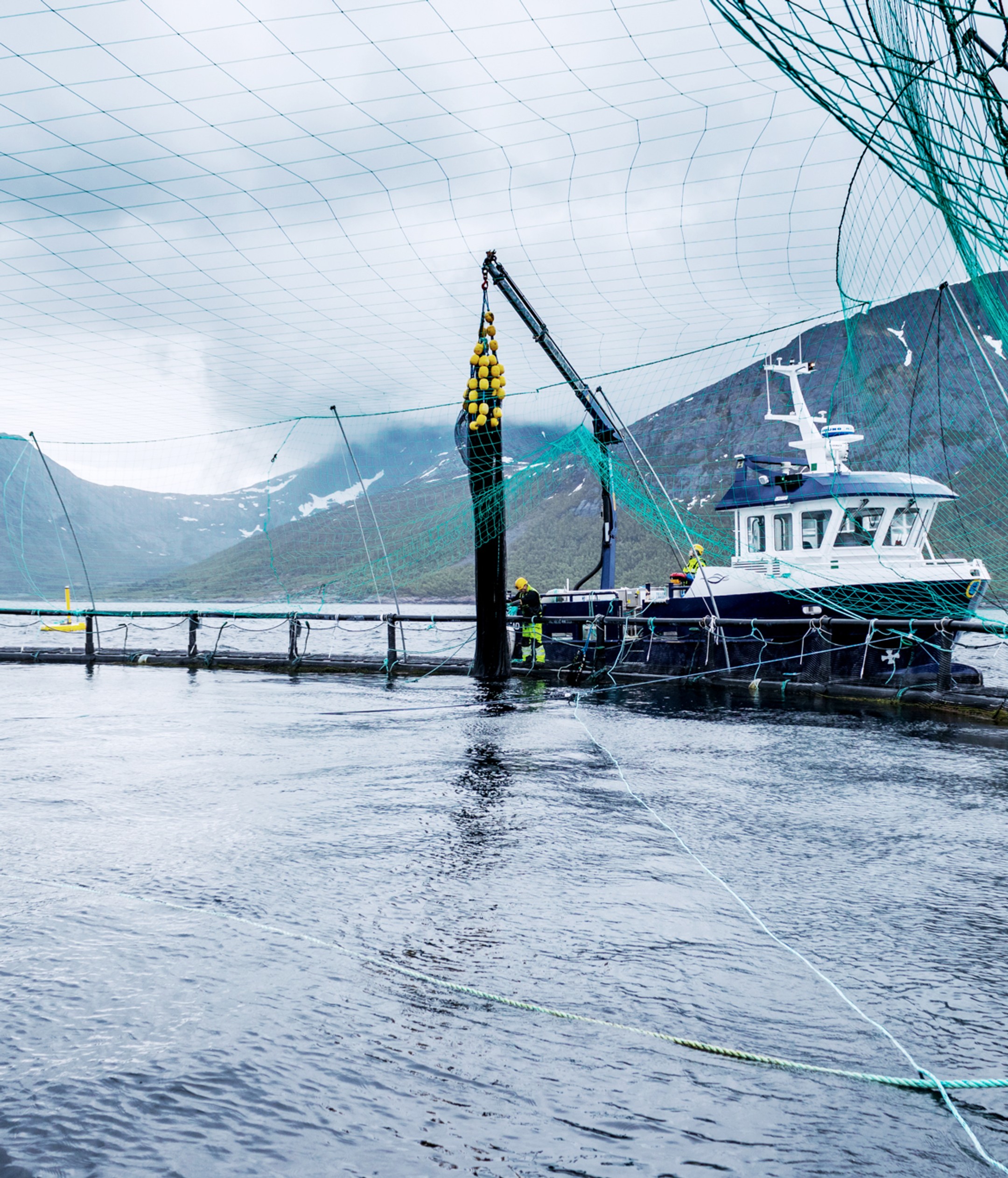 Aerial view of a circular aquaculture cage fitted with a tensioned bird protection net, covering the full surface to prevent seabirds from entering the pen and interacting with fish or equipment.