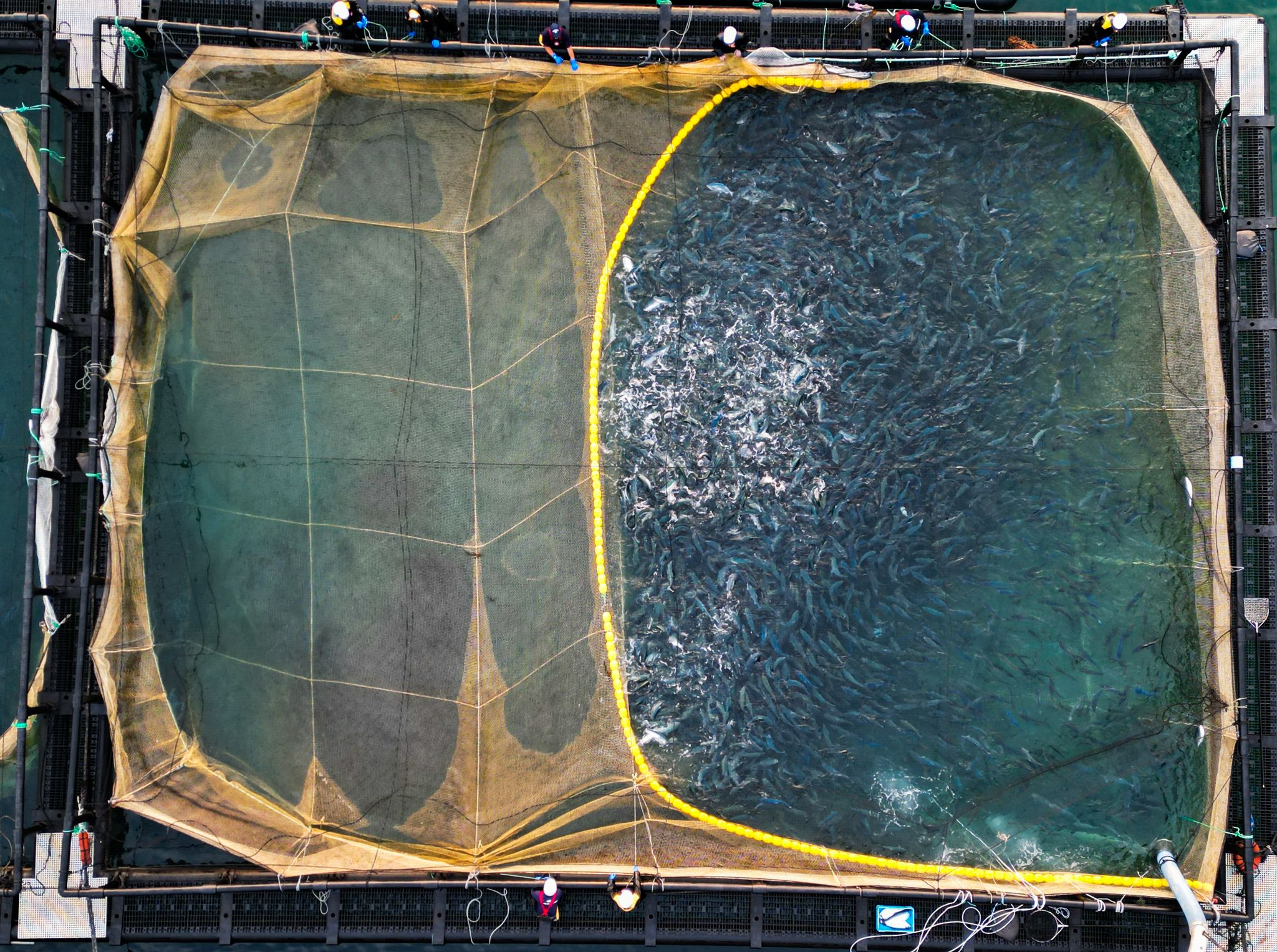 Square aquaculture pen system with wide walkways, harvesting equipment and net handling in calm coastal waters during sunset, showing a modular layout designed for efficient fish handling and daily operations.