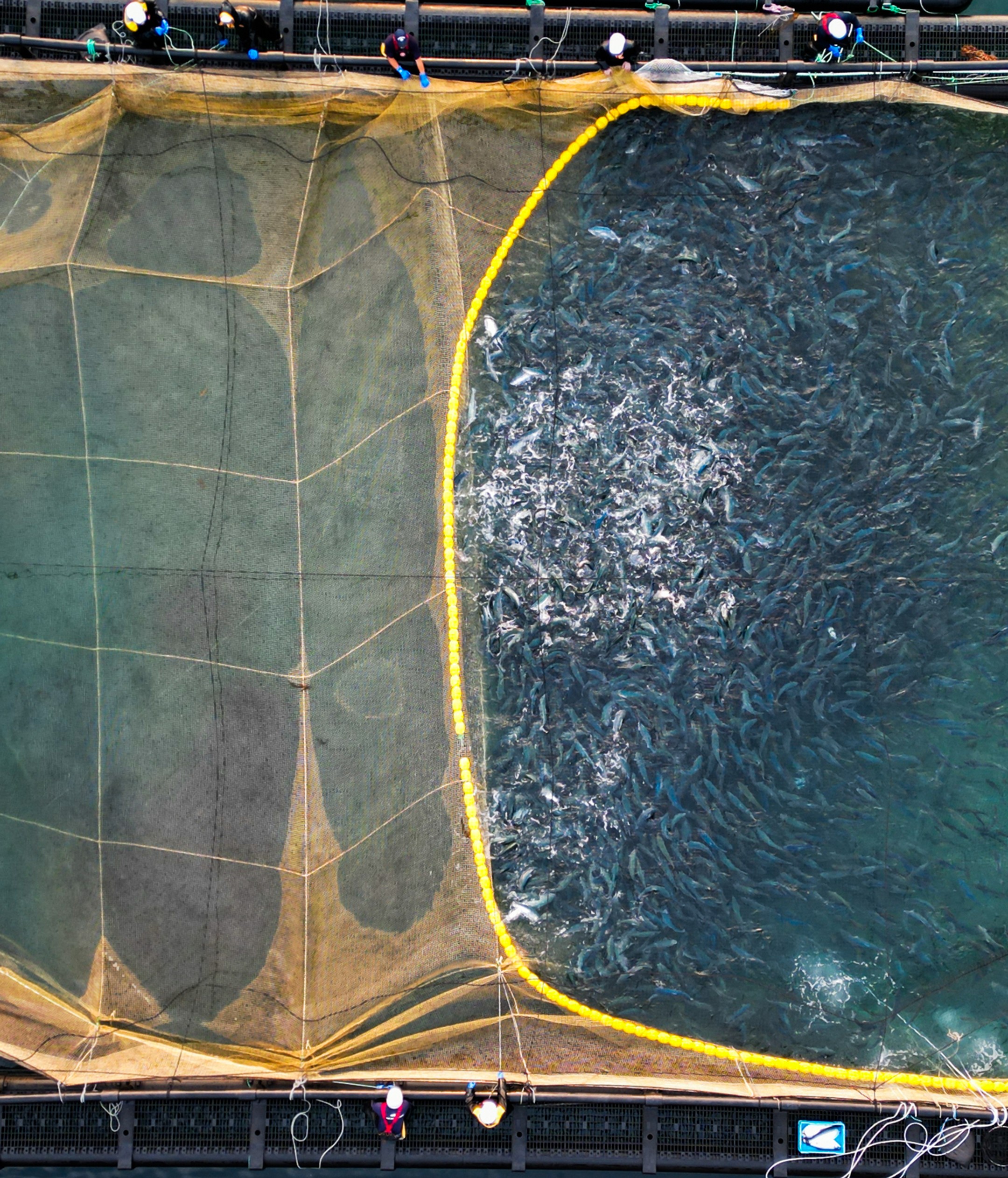 Square aquaculture pen system with wide walkways, harvesting equipment and net handling in calm coastal waters during sunset, showing a modular layout designed for efficient fish handling and daily operations.