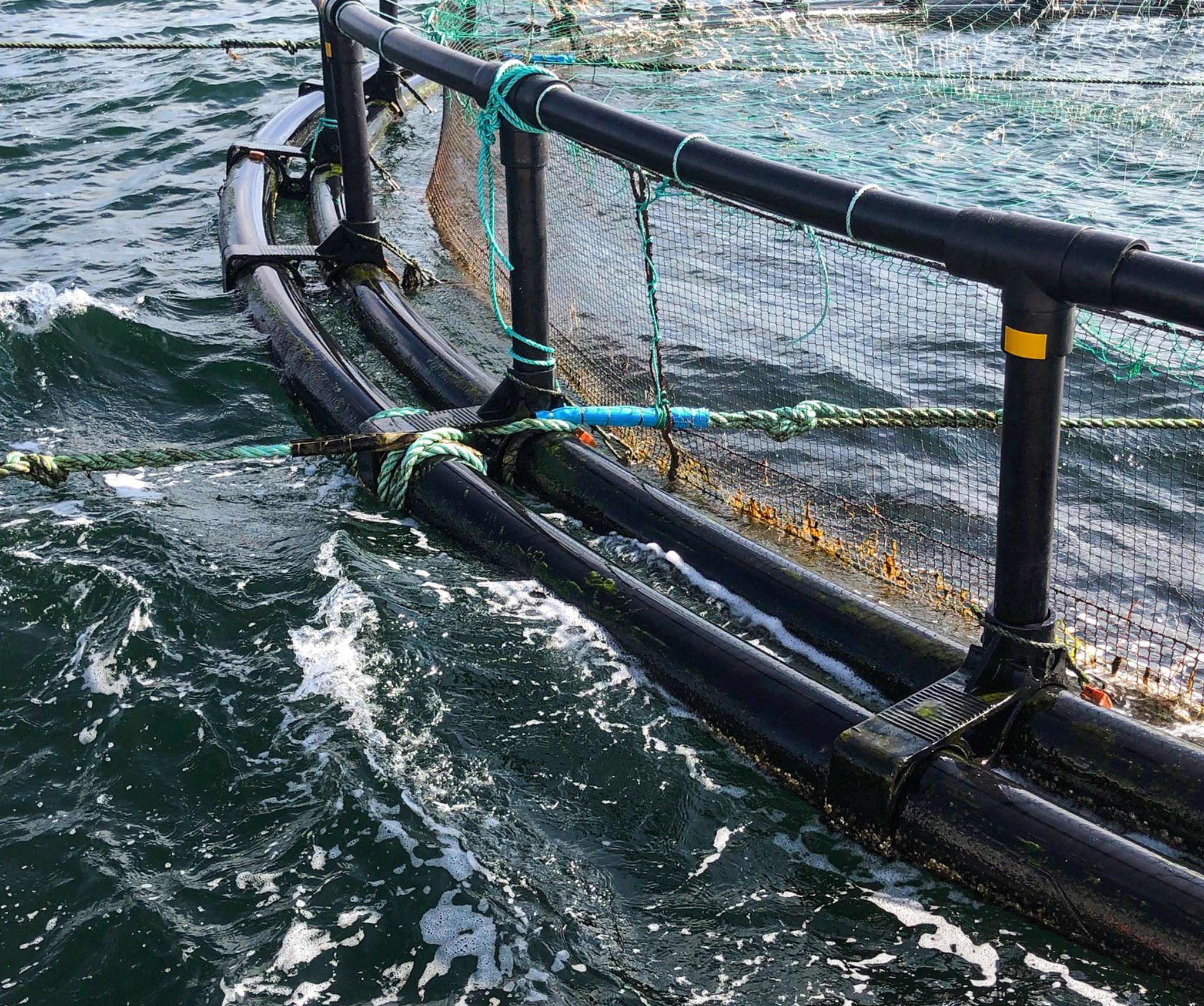 Small aquaculture pen secured with HD250 pipe brackets, floating in open water near a forested shoreline, illustrating a compact and stable pen structure in exposed conditions.