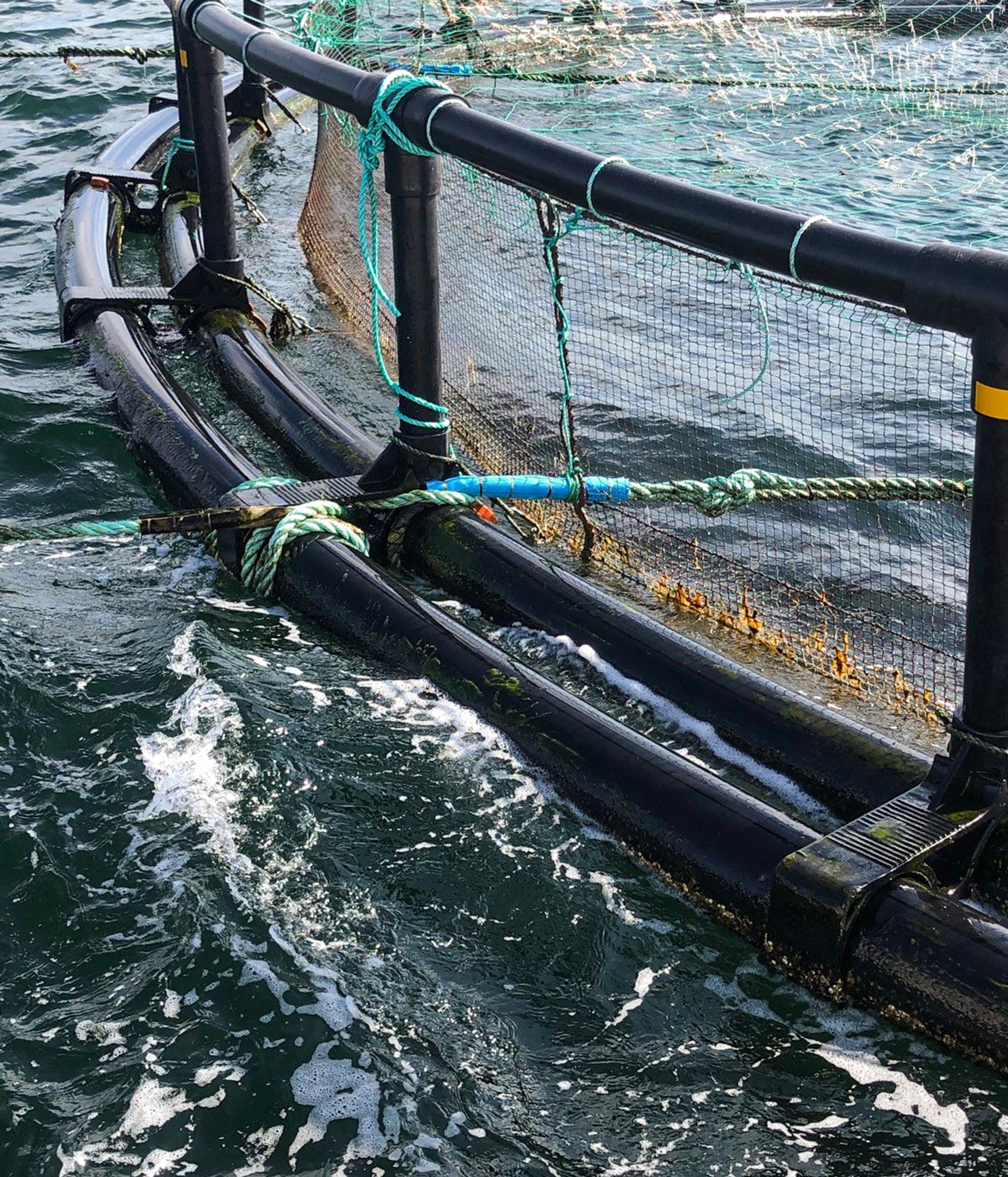 Small aquaculture pen secured with HD250 pipe brackets, floating in open water near a forested shoreline, illustrating a compact and stable pen structure in exposed conditions.