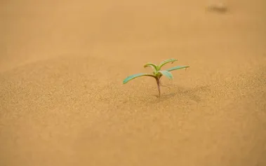 Delicate plant sprouting from desert sand, representing hope and renewal growing from the most unlikely circumstances.