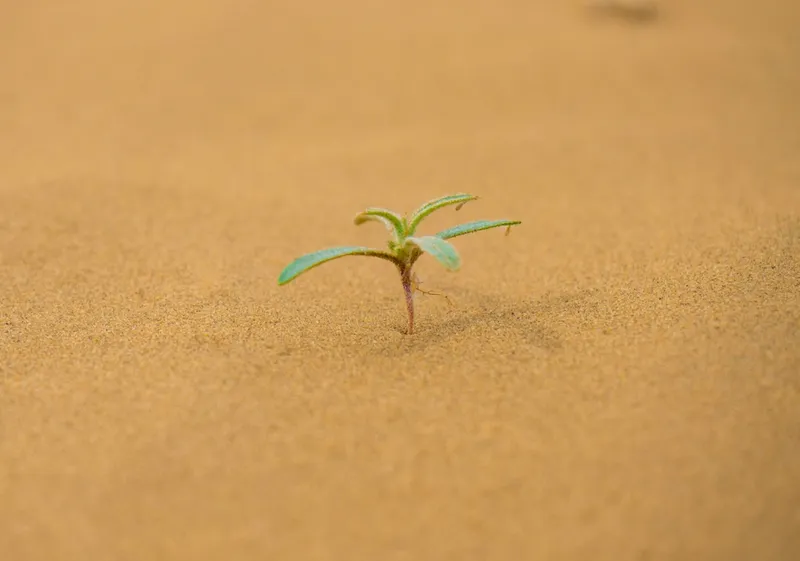 Delicate plant sprouting from desert sand, representing hope and renewal growing from the most unlikely circumstances.