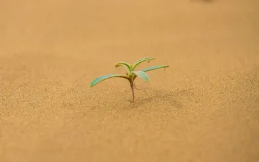 Delicate plant sprouting from desert sand, representing hope and renewal growing from the most unlikely circumstances.