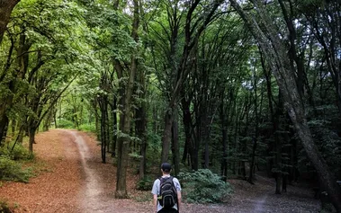 Person standing at forest crossroads between two diverging paths, one sunlit and well-maintained, the other shadowed and less defined