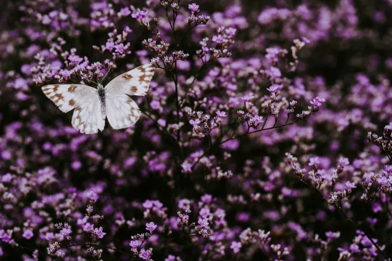White butterfly on purple flowers, representing the strength found in vulnerability and authentic leadership