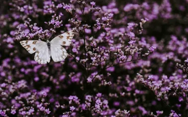 White butterfly on purple flowers, representing the strength found in vulnerability and authentic leadership