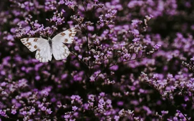 White butterfly on purple flowers, representing the strength found in vulnerability and authentic leadership