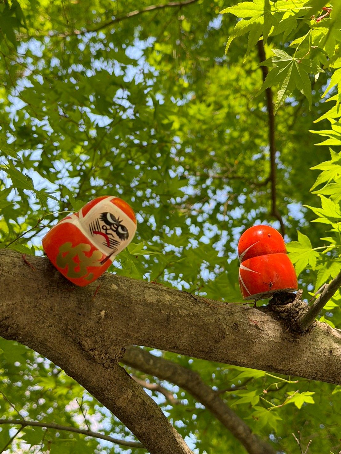 楓樹上也藏著達摩——寺方鼓勵你「把達摩放在任何你覺得適合的地方」