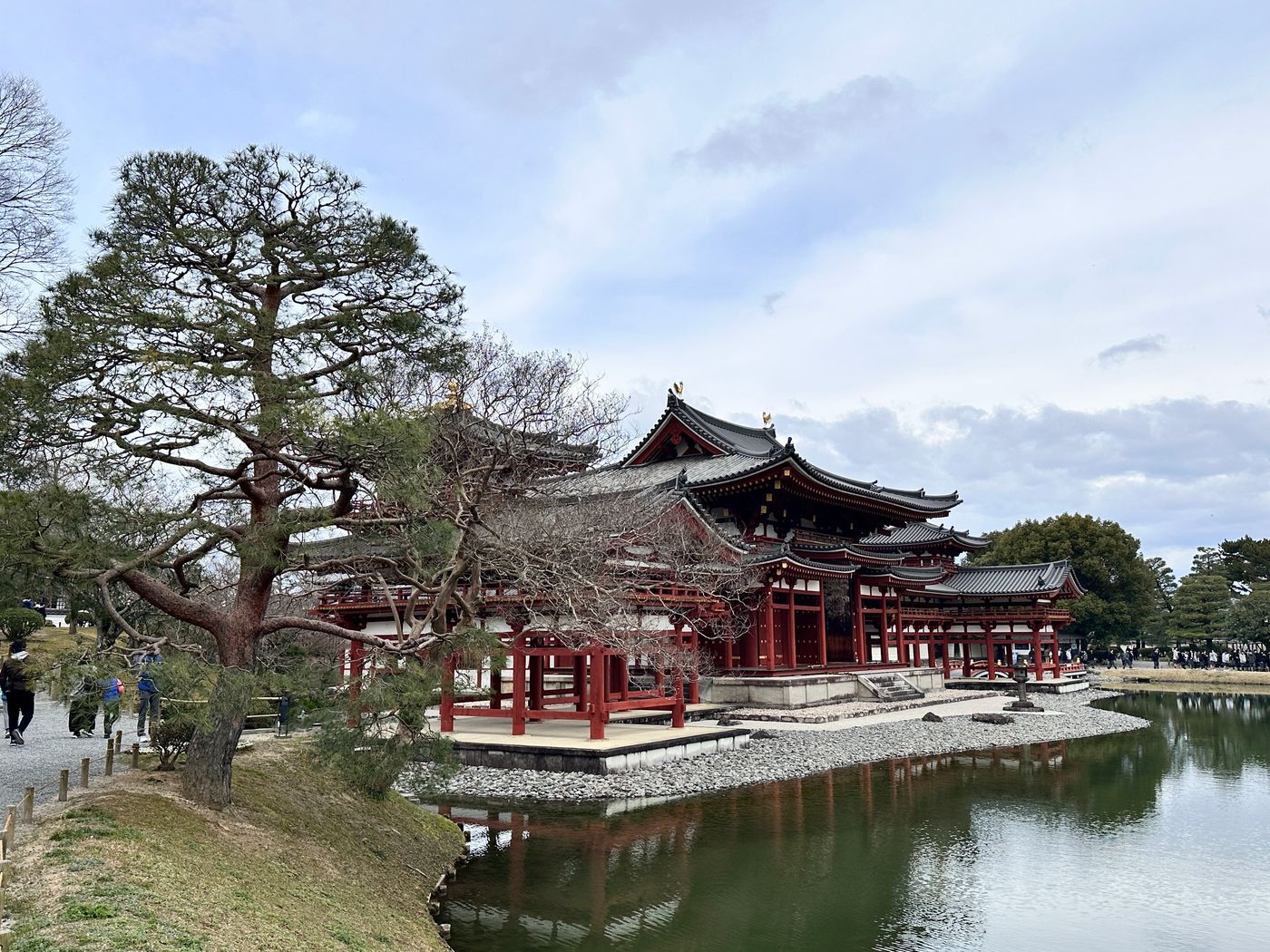 換個角度從松樹旁看鳳凰堂,冬天沒有葉子,整個建築的線條更清楚