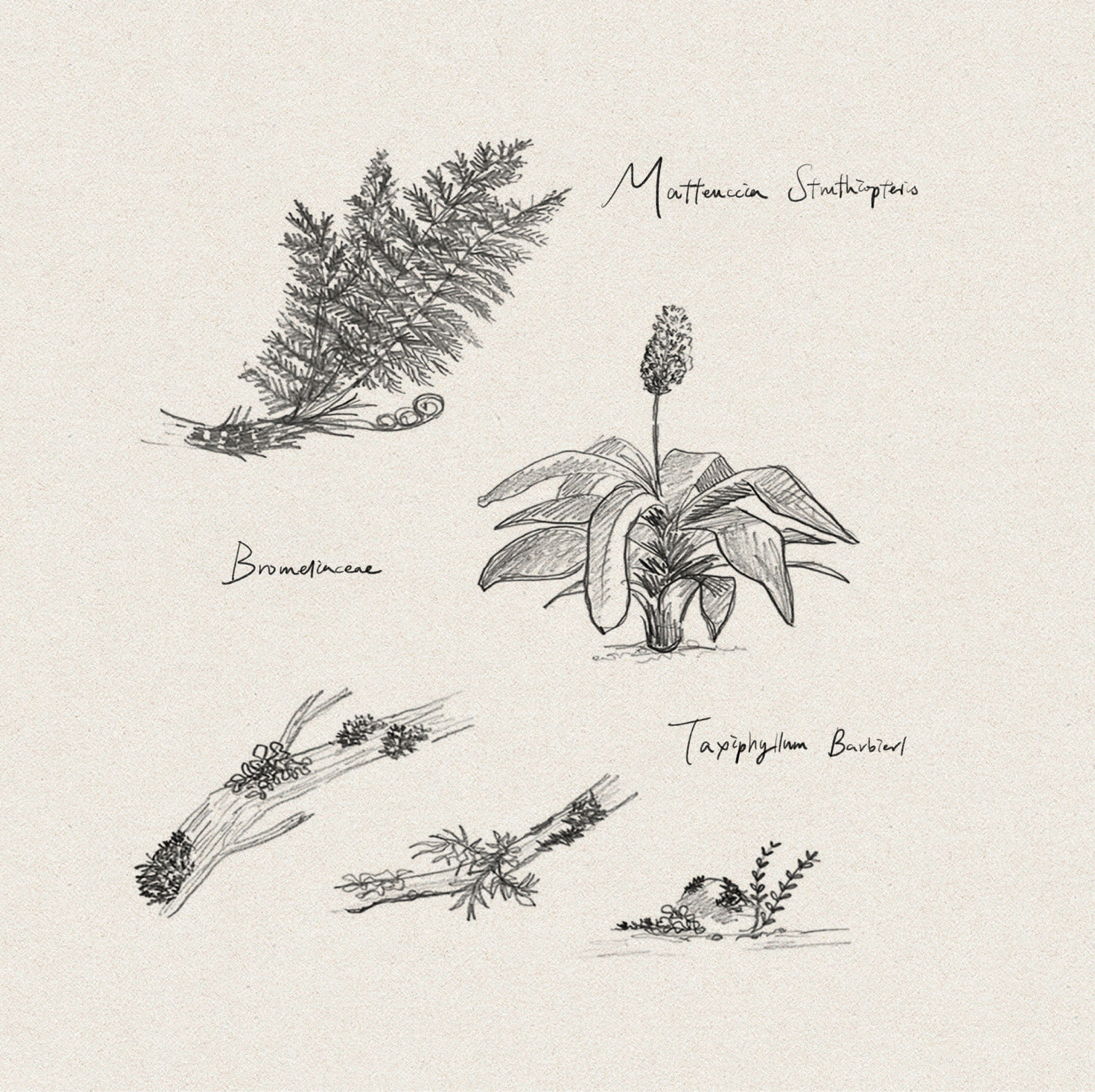 Pencil sketches of five different plants, including a fern, a bromeliad, and mosses, with scientific labels.