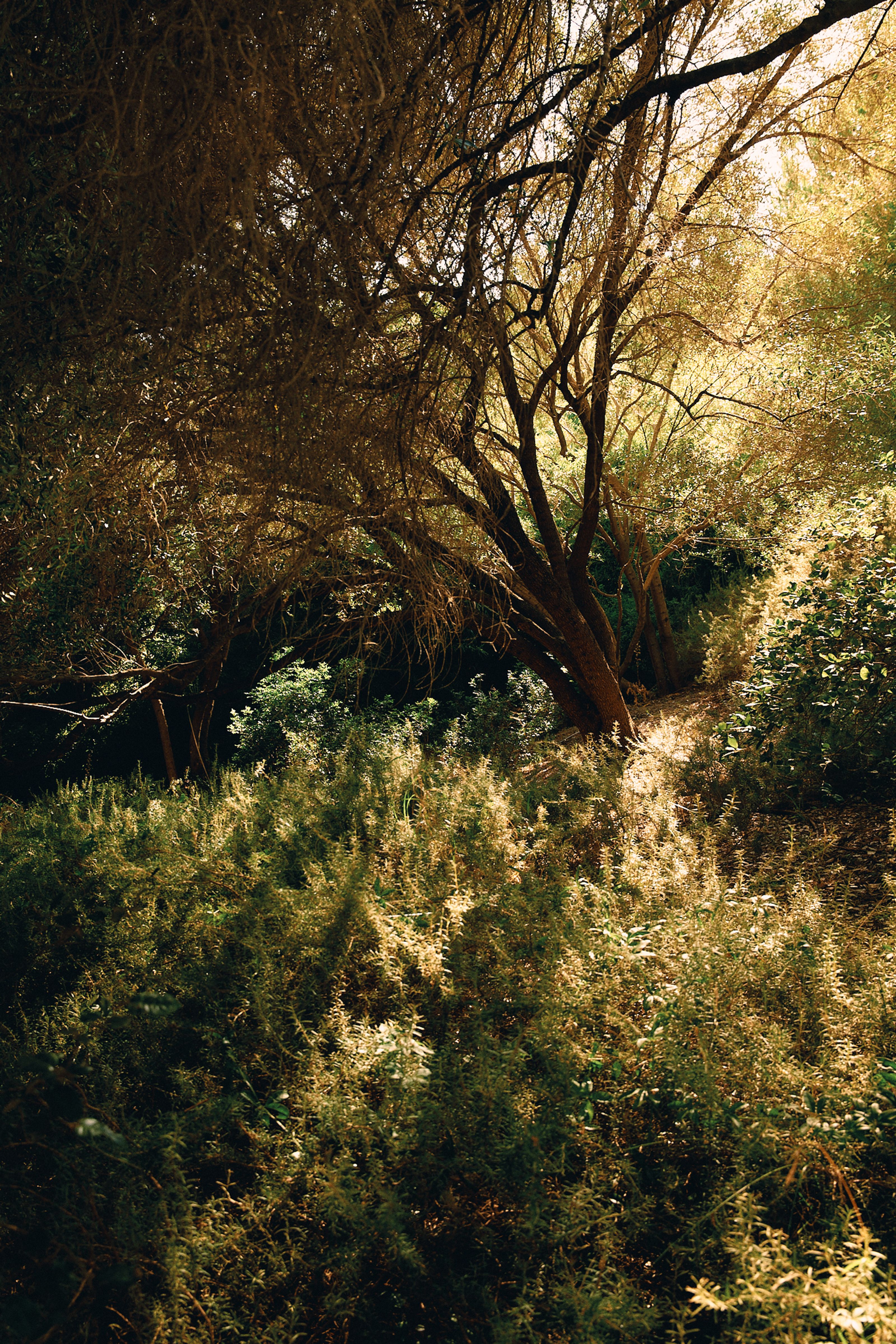 A narrow path winding through a dense, sun-dappled forest.