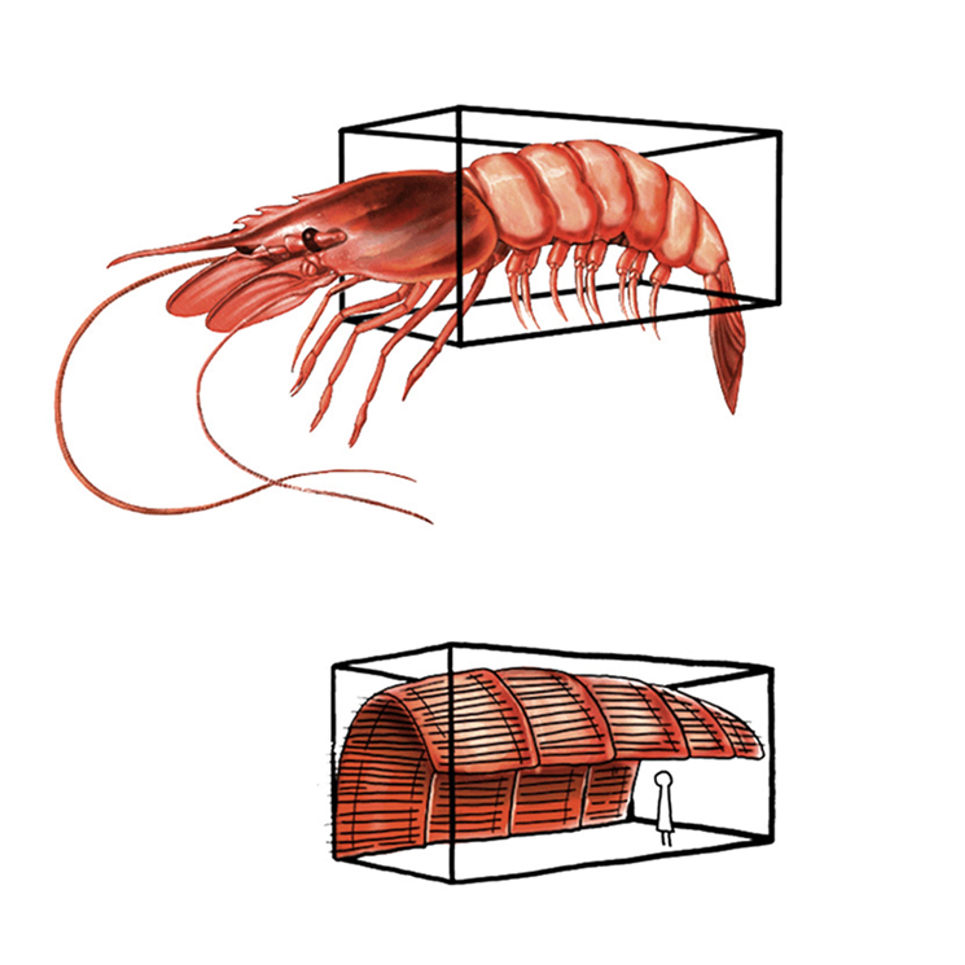 A red shrimp in a box, contrasted with a shrimp-shaped building containing a person in a separate box.
