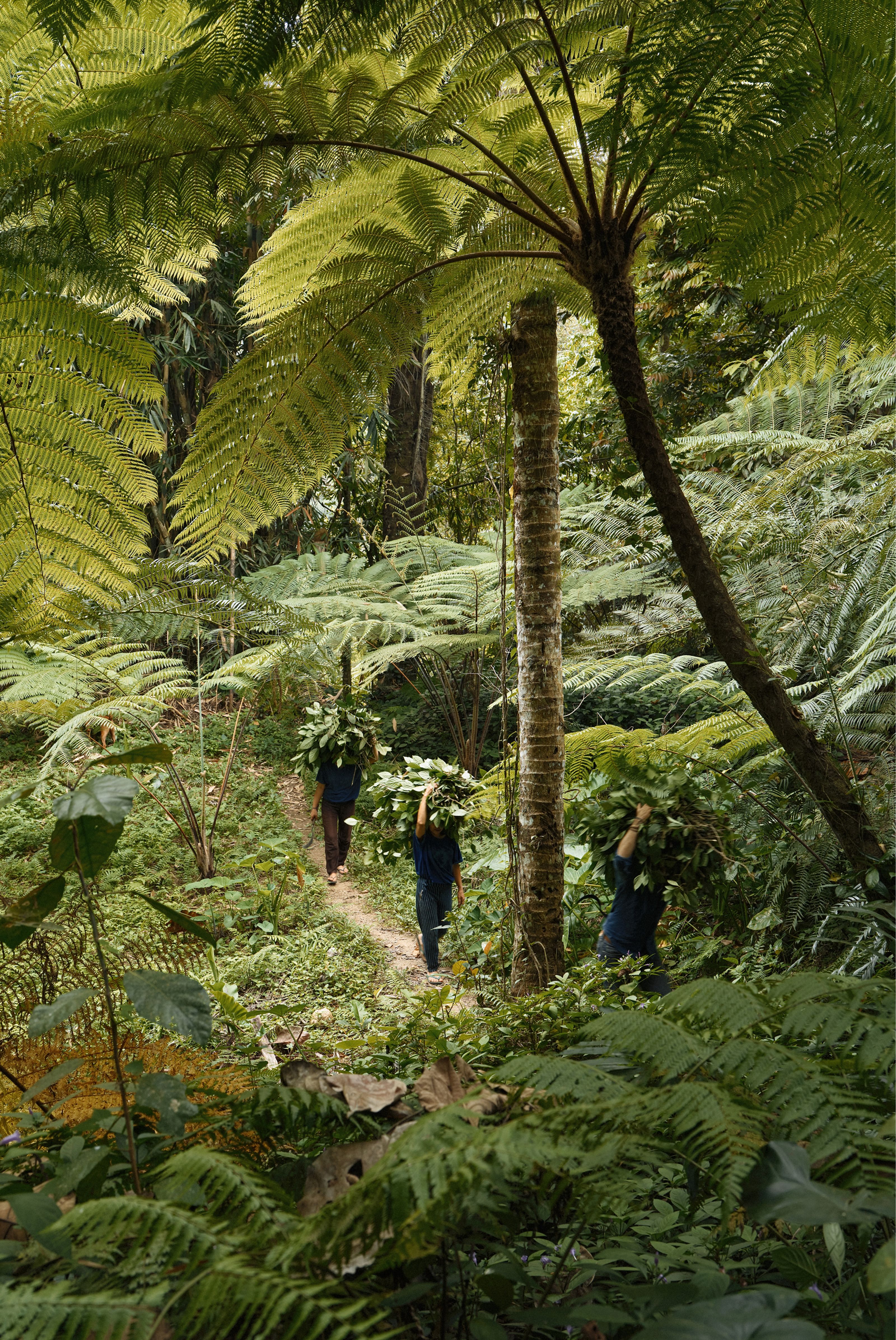 Three people carry large bundles of green leaves on their heads, walking on a path through a dense, fern-filled jungle.