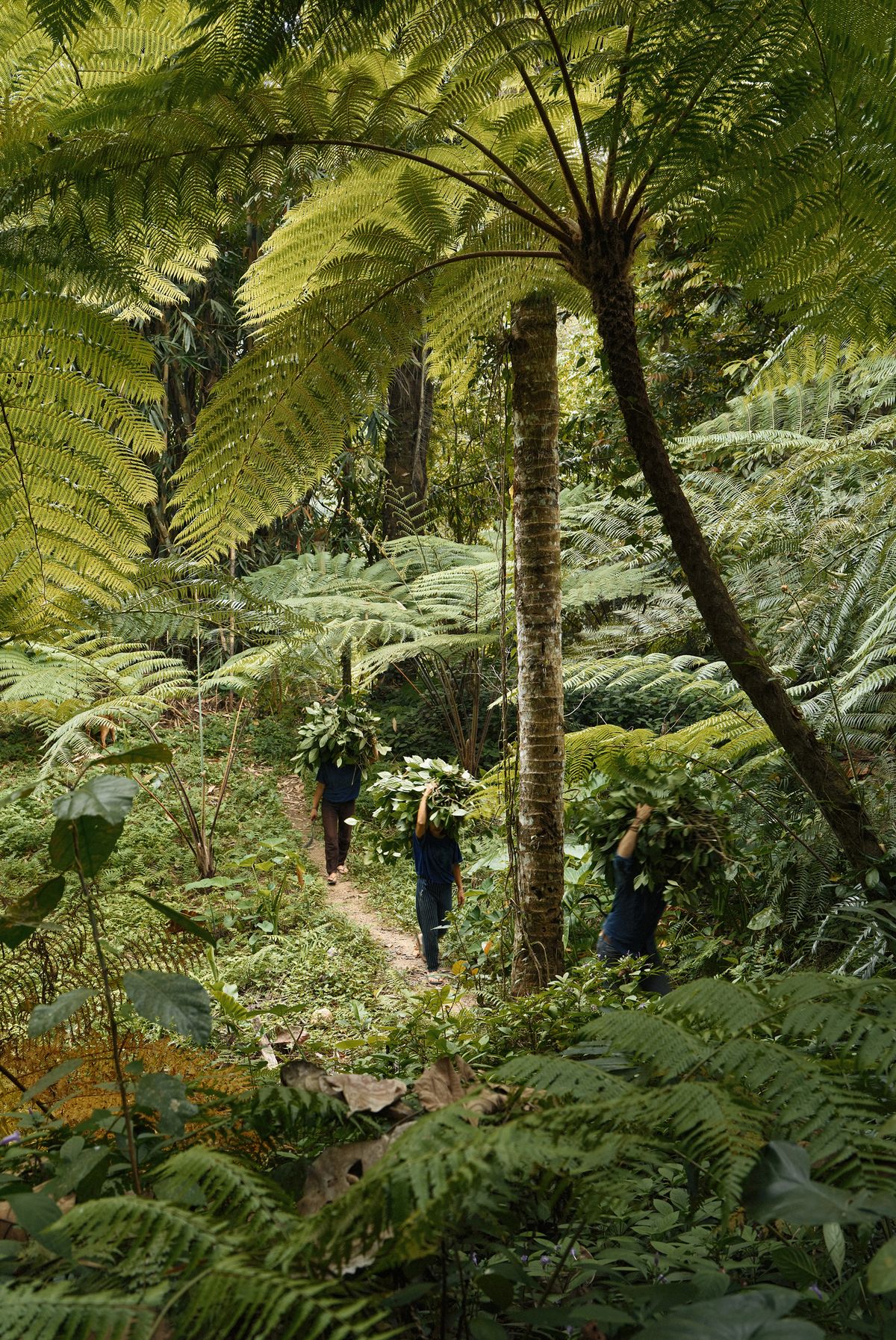 People walking through the forest