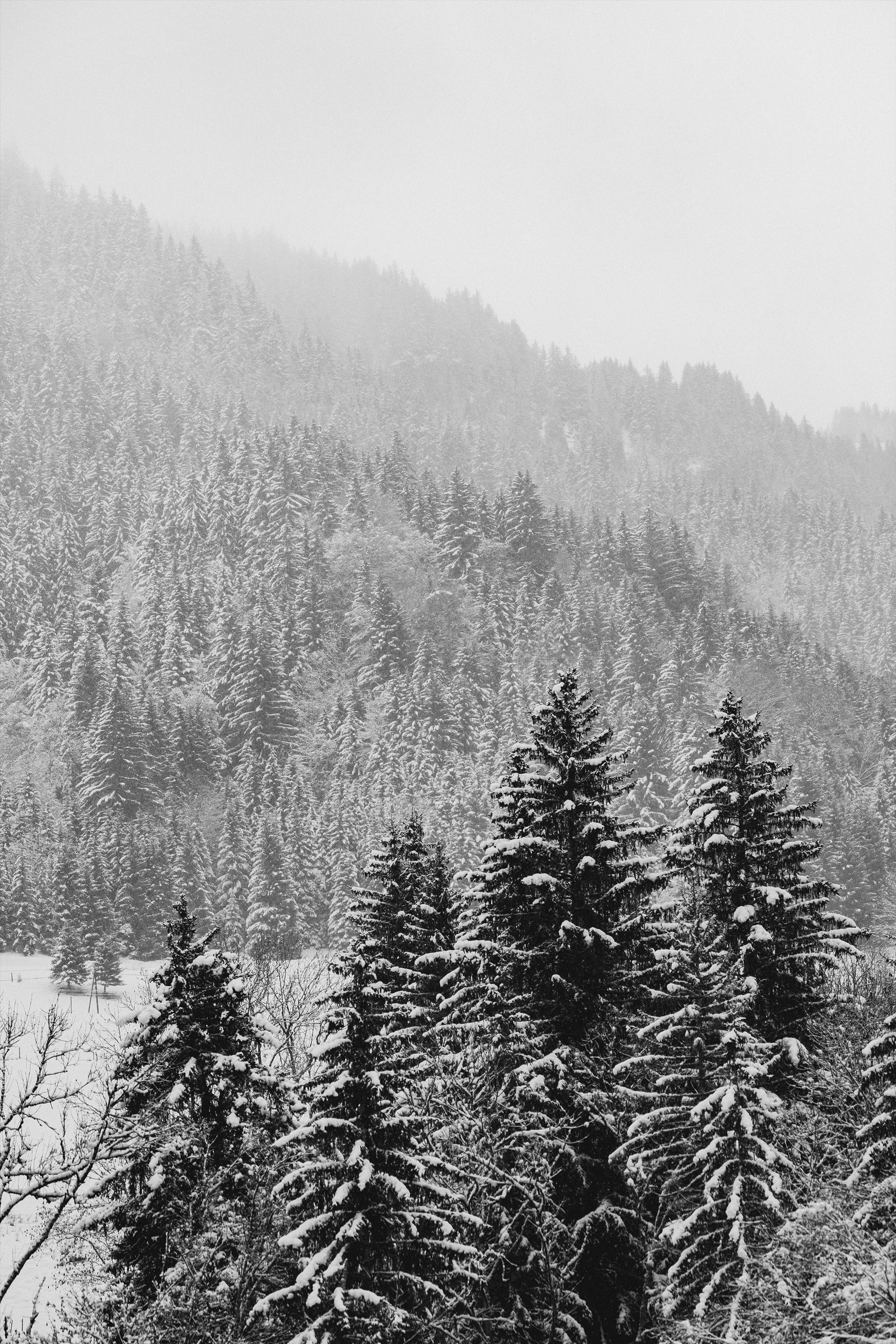 Black and white image of a snow-covered evergreen forest on a mountain under a hazy sky.